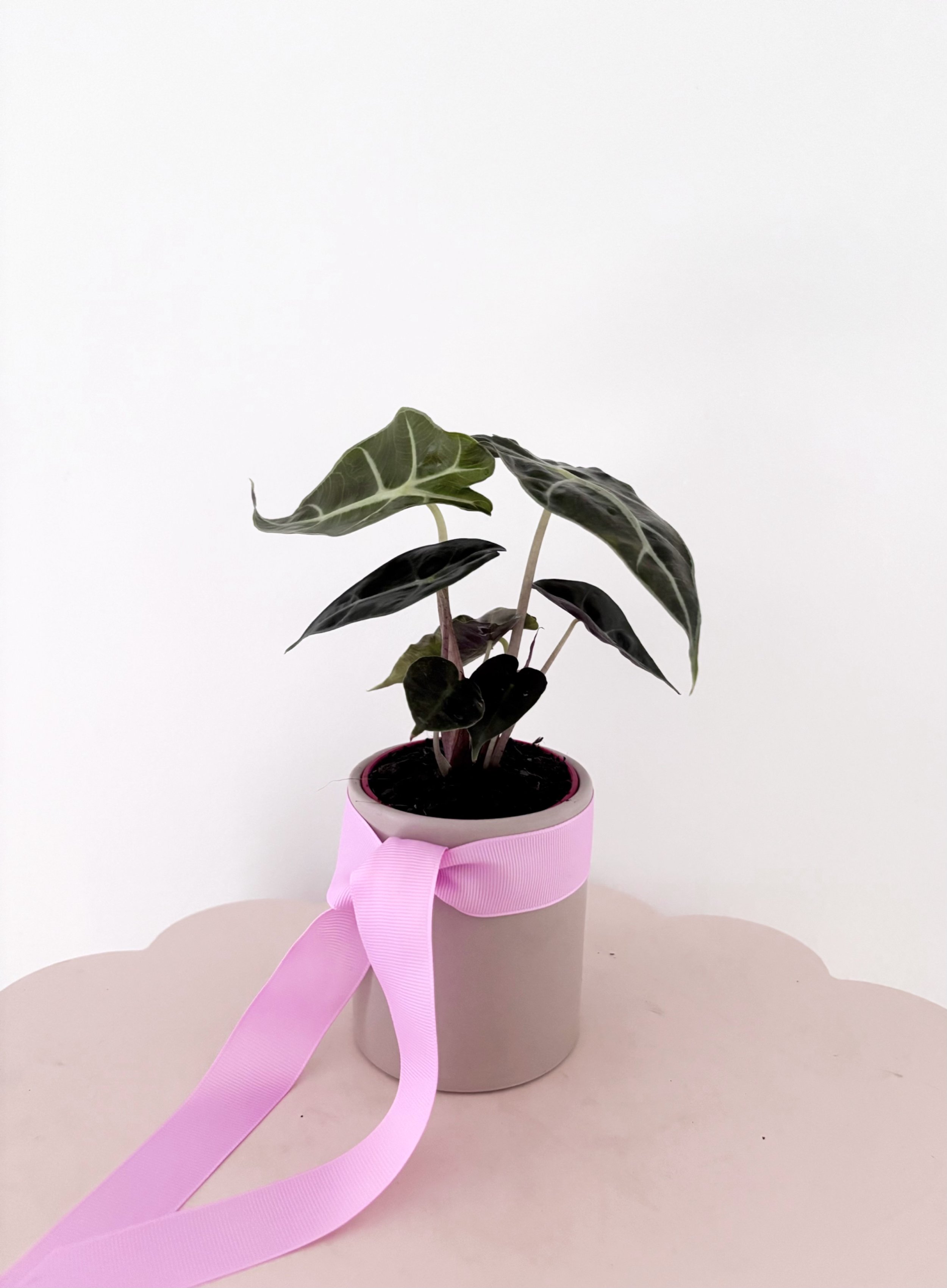 Plant & Drink combo - Flor Florals - Cairns Florist, Flower Delivery Cairns - ,Same day flower delivery Cairns.