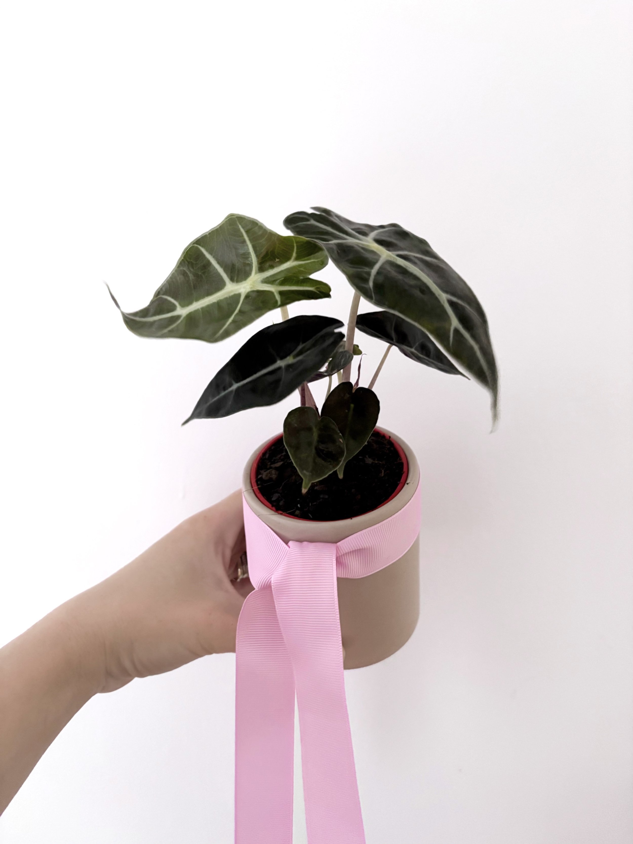 Plant & Drink combo - Flor Florals - Cairns Florist, Flower Delivery Cairns - ,Same day flower delivery Cairns.