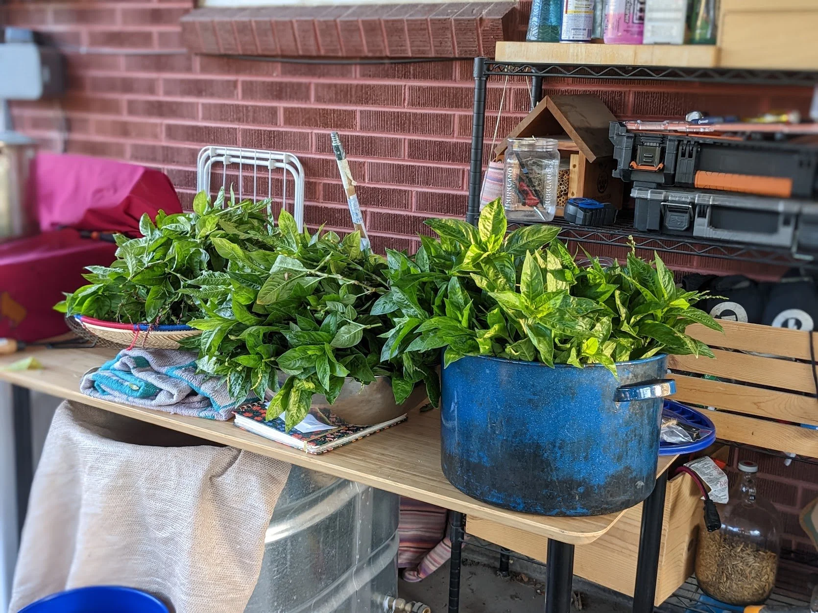 indigo leaves filling pots on table.jpg