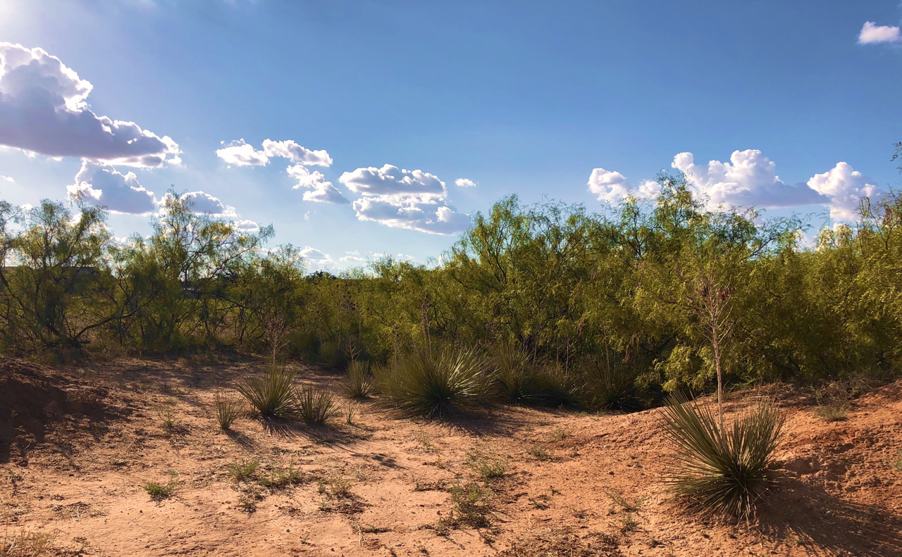 IMG_0455 Large.png
