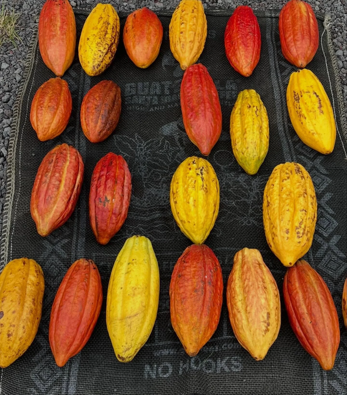 ハワイ島でのリトリートの合間に
ファーマーズマーケットへ🌺
 
 
 
今回あったらいいなぁと思っていたもの
 
 
それは
カカオの実✨✨✨
 
 
やったー！あったー！
 
 
 
生のカカオの実を見たことありますか？

 
『カカオポッド』と呼ばれていて
ラグビーボールより少し小さいくらい。
ずっしりしていて、
オレンジや赤系の鮮やかな色味をしてます。
 
 
ファーマーズマーケットでは
無造作に地面に置かれていました（笑）
でもそれが可愛らしかったので
写真をパシャリ📷
 

 
⸻