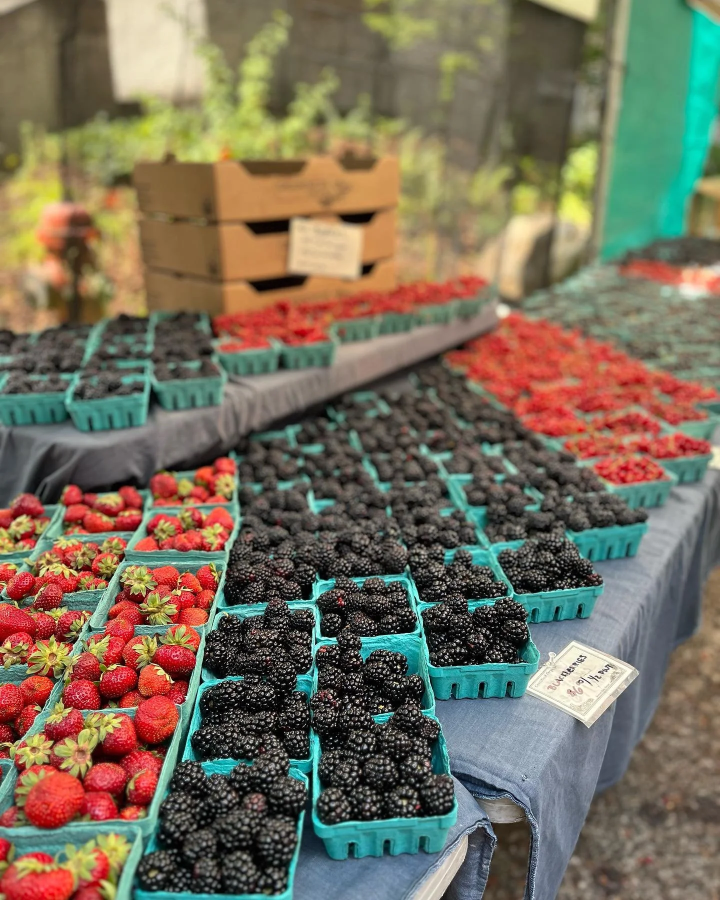 【ポートランド観光といえば夏！】

7月末にフィラデルフィアからお友達ファミリーがポートランドへ遊びに来てくれました。

私自身『ポートランドってどこ？』と言うくらい以前は全く知らなかったのだけど、今では大好きな街。

ポートランドに来るなら夏！
絶対、夏！！！

そして土曜日の午前中にダウンタウンに来られるようにプランするのがオススメです♡

7月末はフレッシュなベリーやチェリーシーズン真っ盛り✨
豊かな自然の恵みをファーマーズマーケットで味わい、ポートランドの空気感を感じながらの散策。

フ