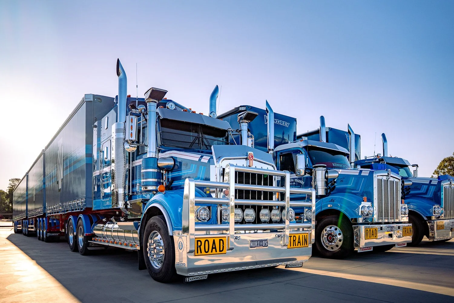 Multiple large, shiny Nuriootpa Traders semi-trucks parked.