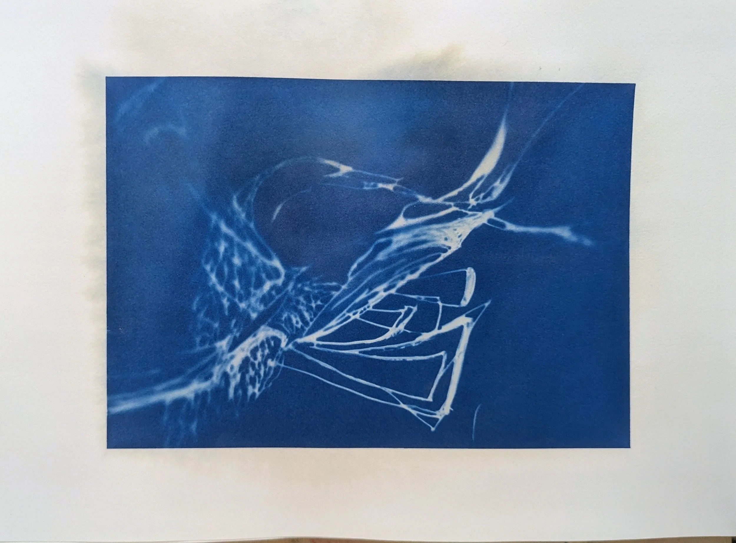 2026 / cyanotype on paper / 16 x 12 inches / $100 framed