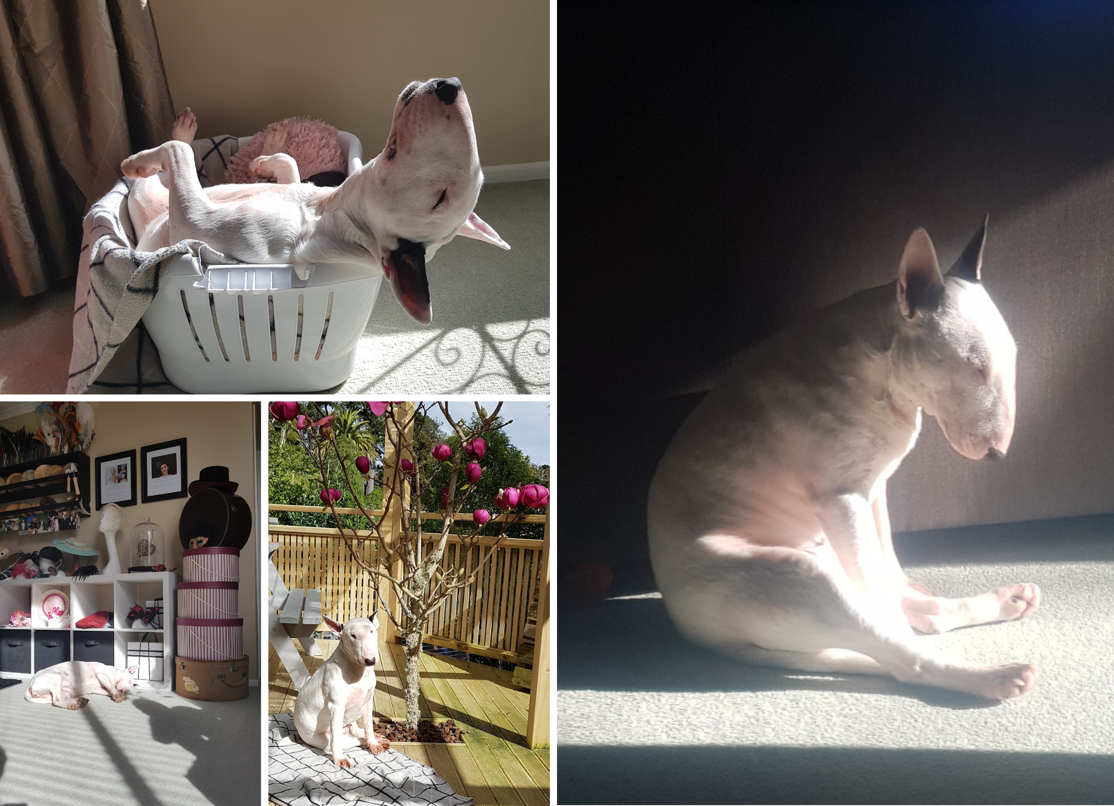 Mimi, a white Bull Terrier, resting in sunlight and sleeping in various spots around the home and studio, including a laundry basket, studio floor, and outdoor deck.