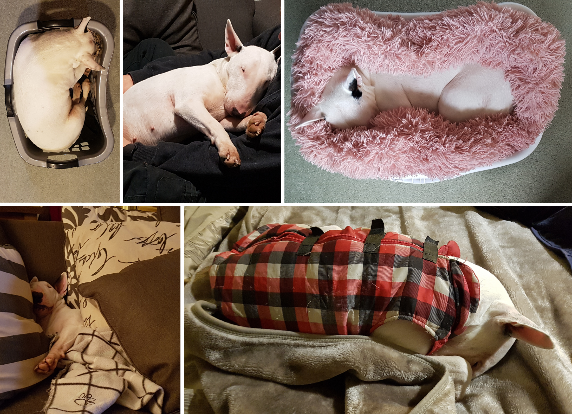 Mimi, a white Bull Terrier, sleeping in a variety of unusual and endearing positions, including a laundry basket, blankets, and cushions at home.