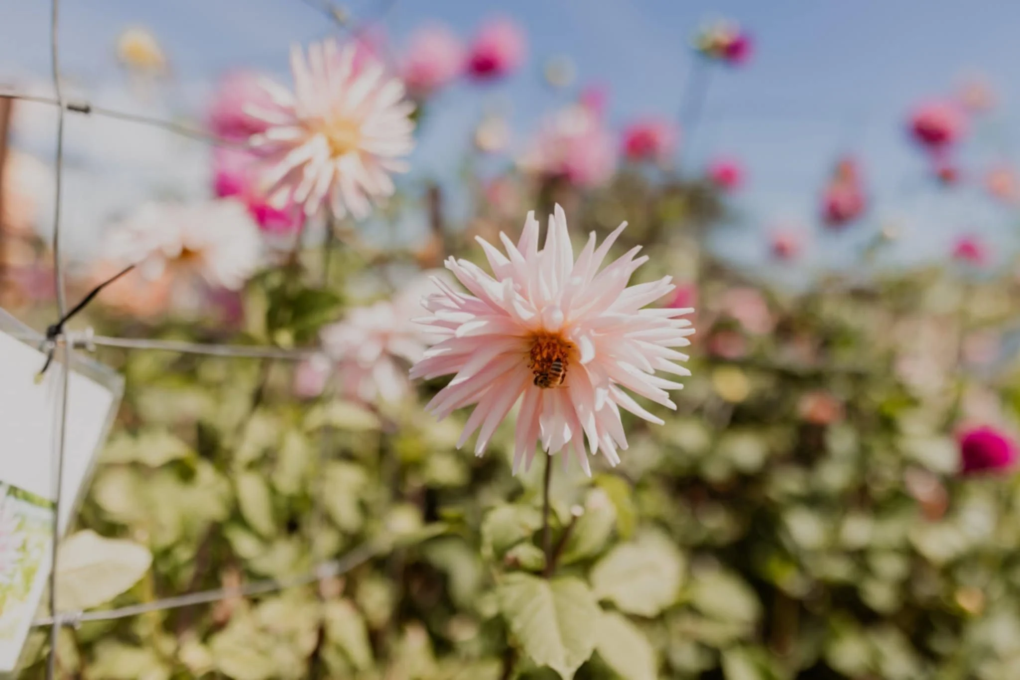 Pink dahlia flower with a bee collecting nectar, set against a background of other flowers.