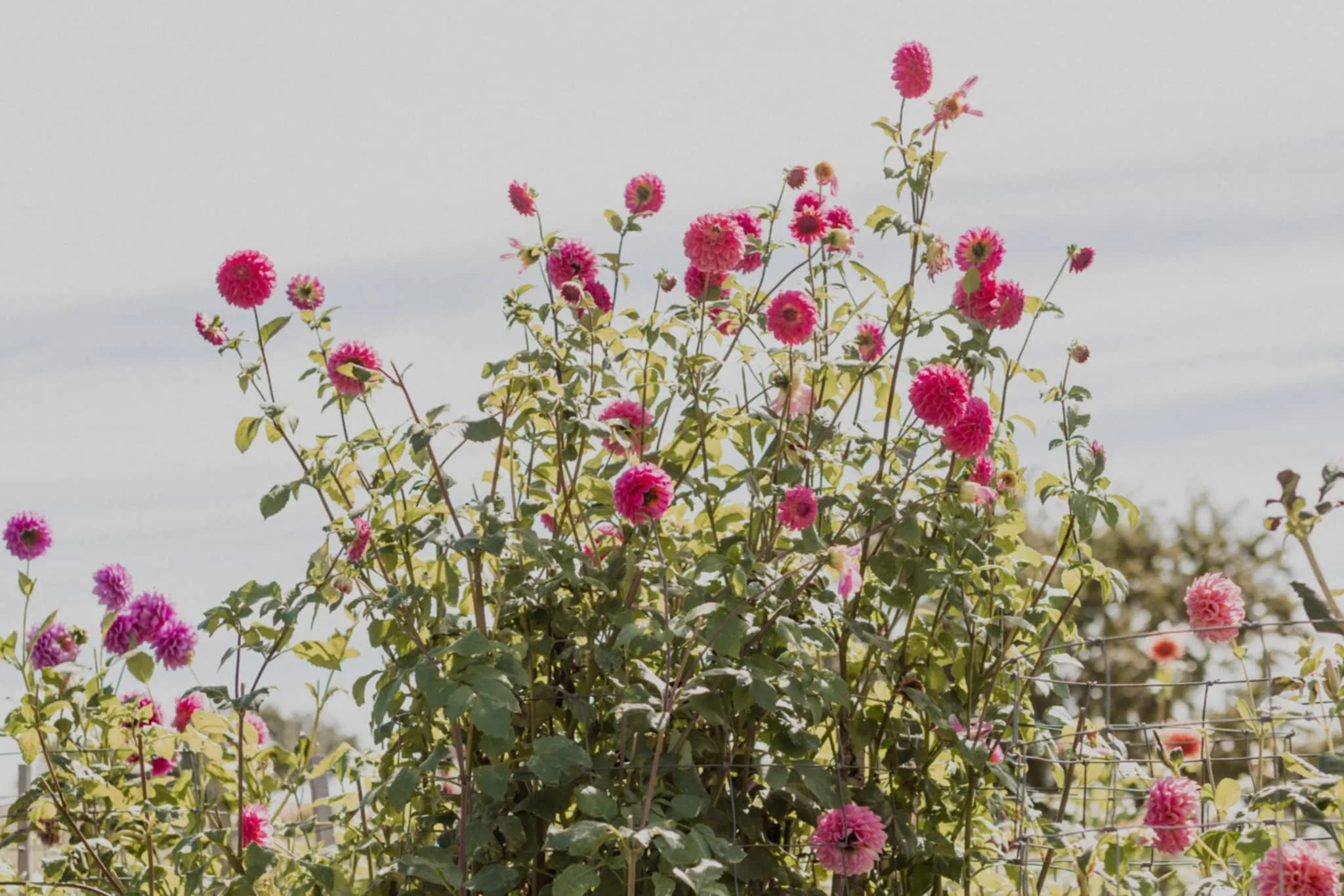 A flowering shrub with numerous pink and purple blossoms against a pale blue sky.
