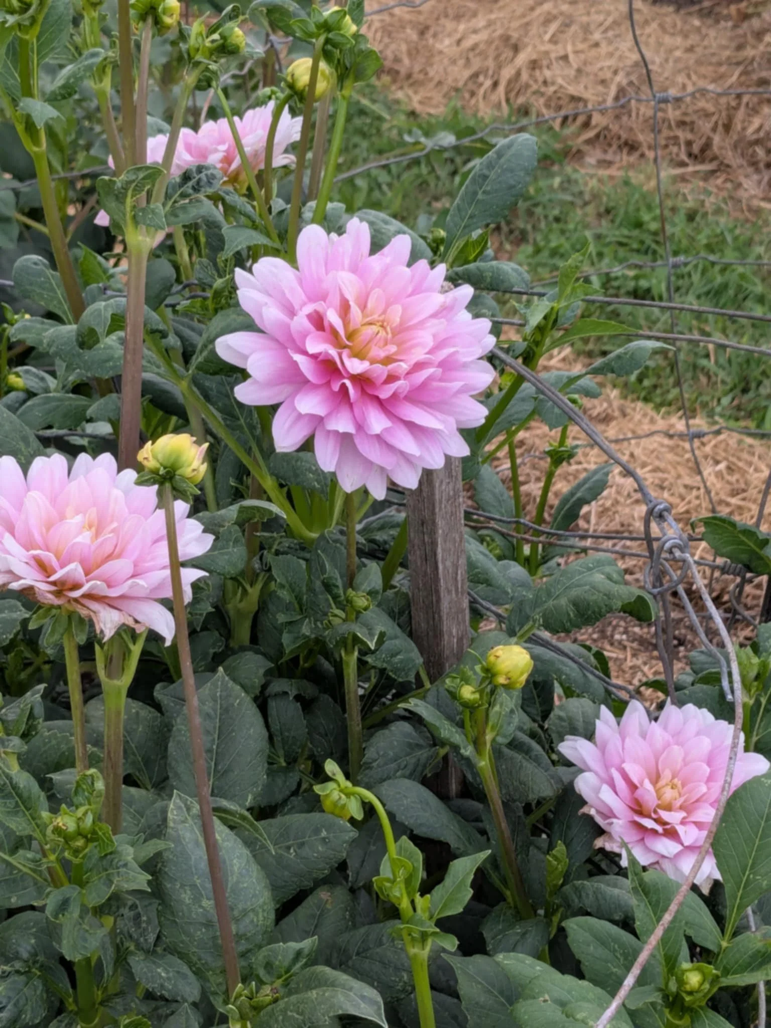 Pink dahlias blooming among dark green leaves, supported by wooden stakes and garden wire, in a garden with soil and dried grass in the background.