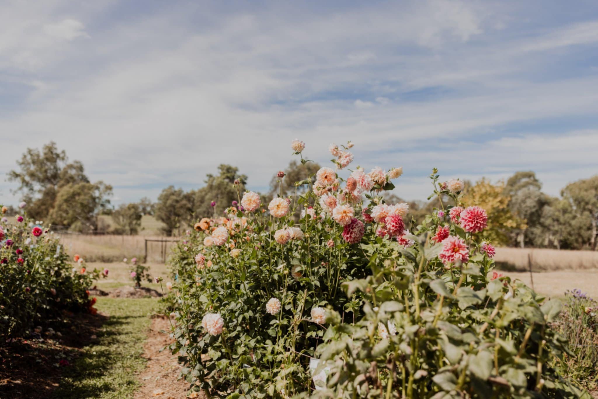 Flower garden with pink and white dahlias, green foliage, dirt path, trees in the background under a partly cloudy sky.