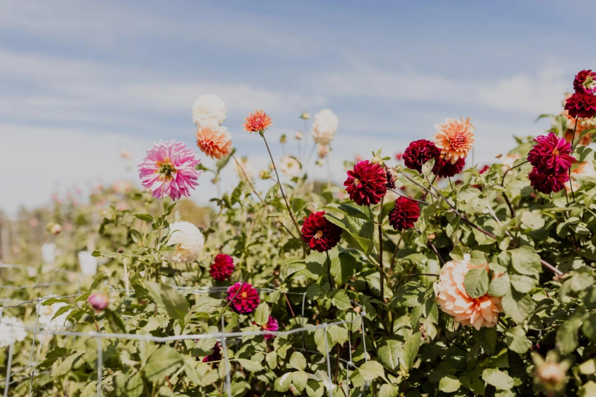 Colorful flowers blooming in a garden, with a wire fence in the foreground and a blue sky with clouds in the background.