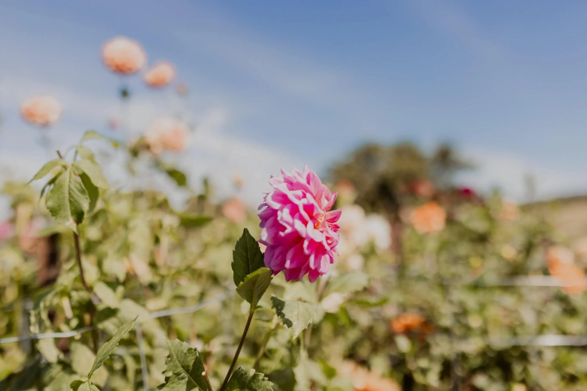 Close-up of a pink dahlia flower in a garden under a clear blue sky, with other flowers and plants in the background.