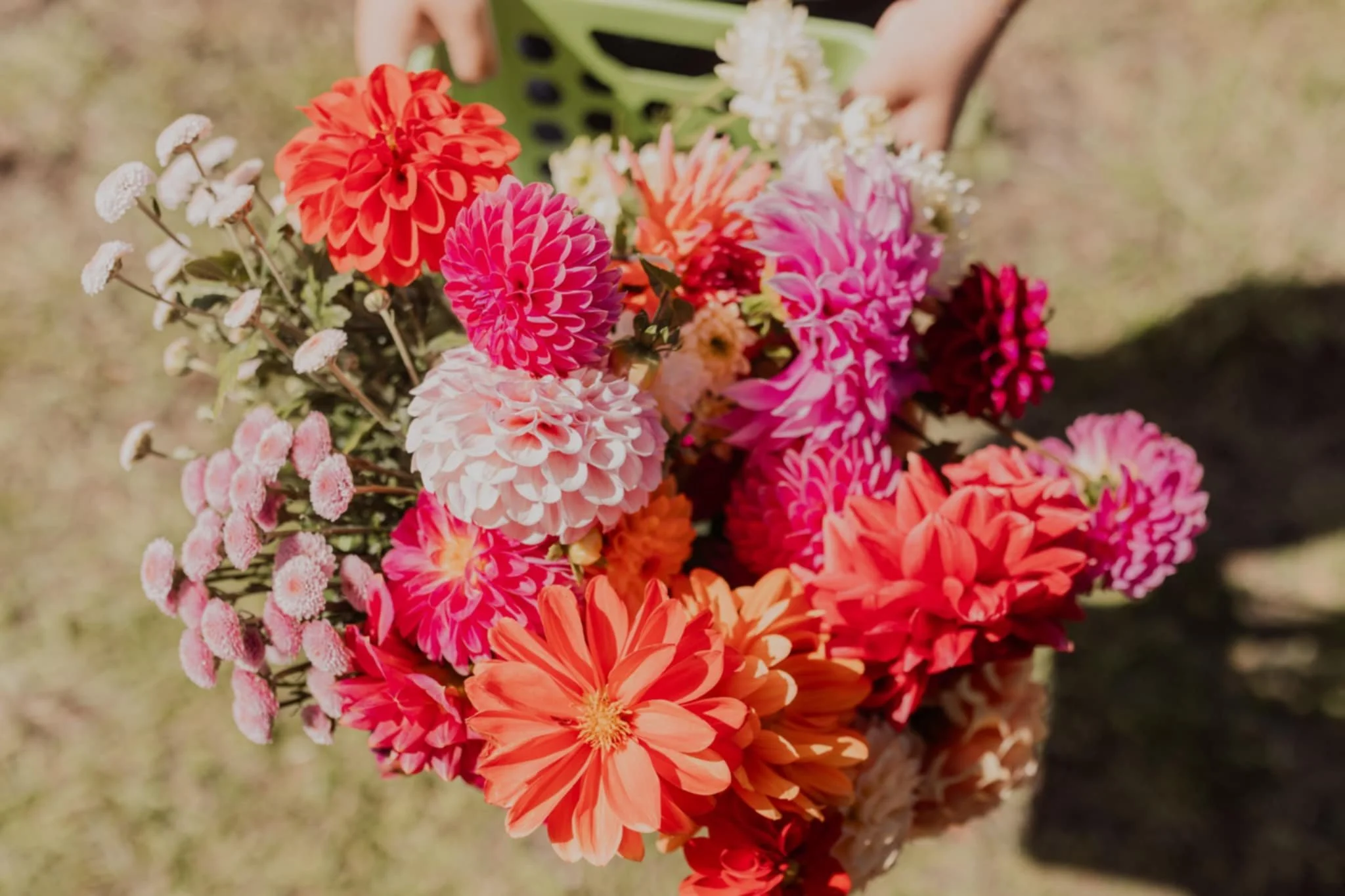 A person's hand holds a bouquet of colorful flowers including dahlias, zinnias, and small white blossoms against a blurred outdoor background.