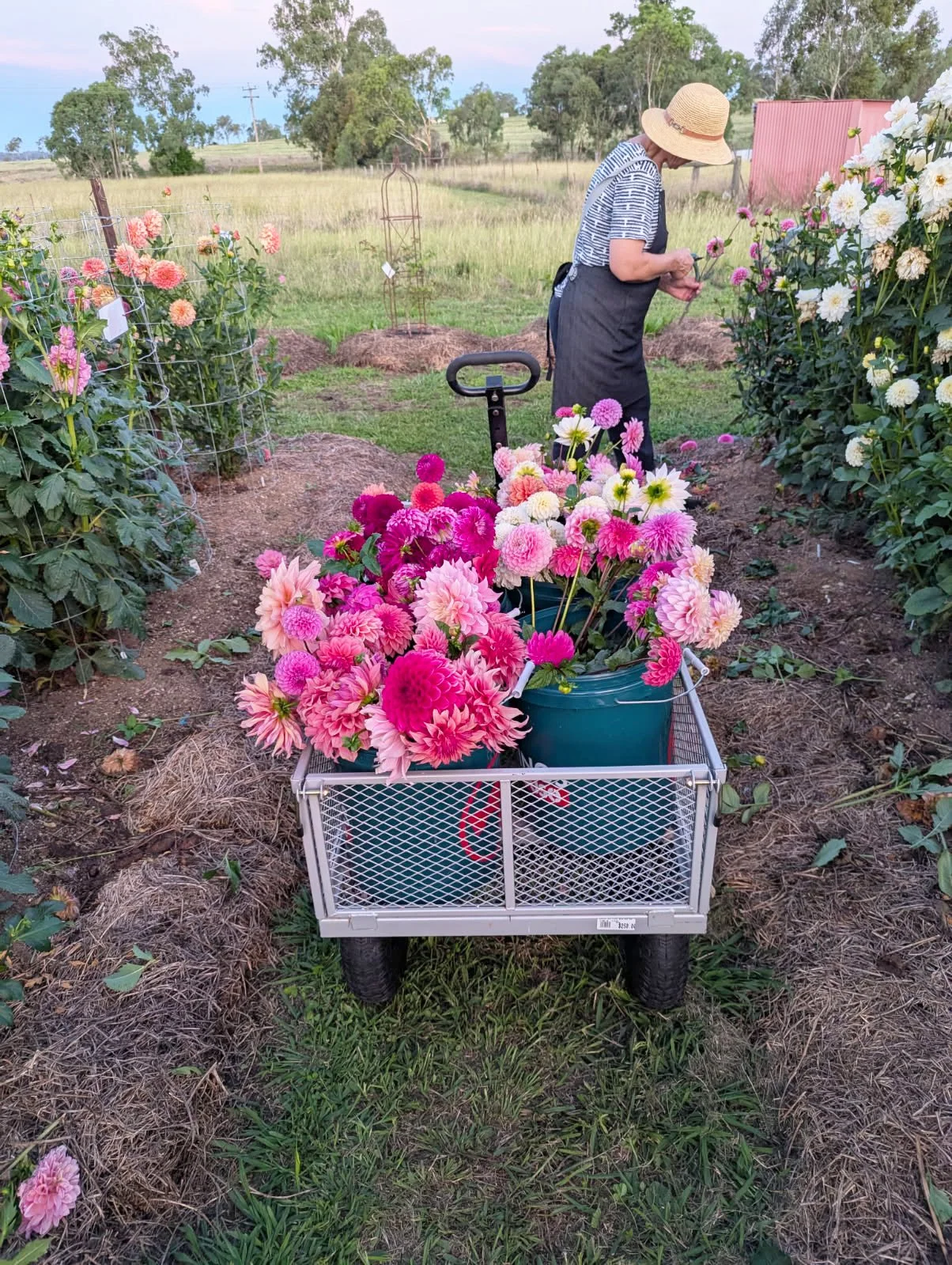 A person wearing a straw hat, striped shirt, and apron is harvesting flowers in a garden with colorful dahlia blooms in buckets on a cart in the foreground.