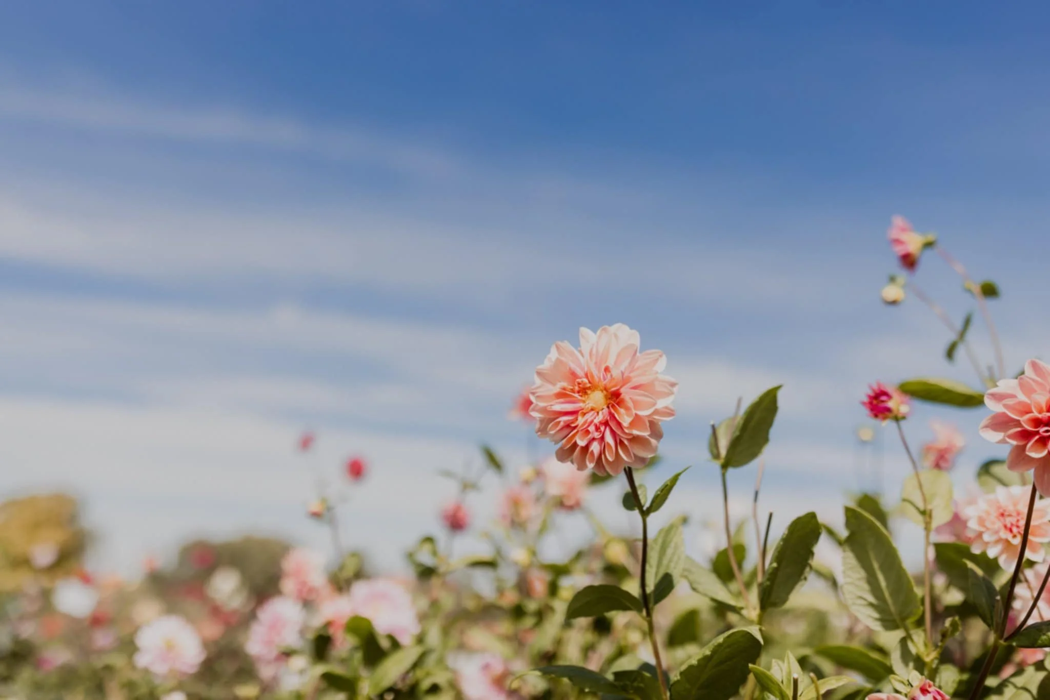 Pink dahlias in a flower field under a blue sky with wispy clouds.