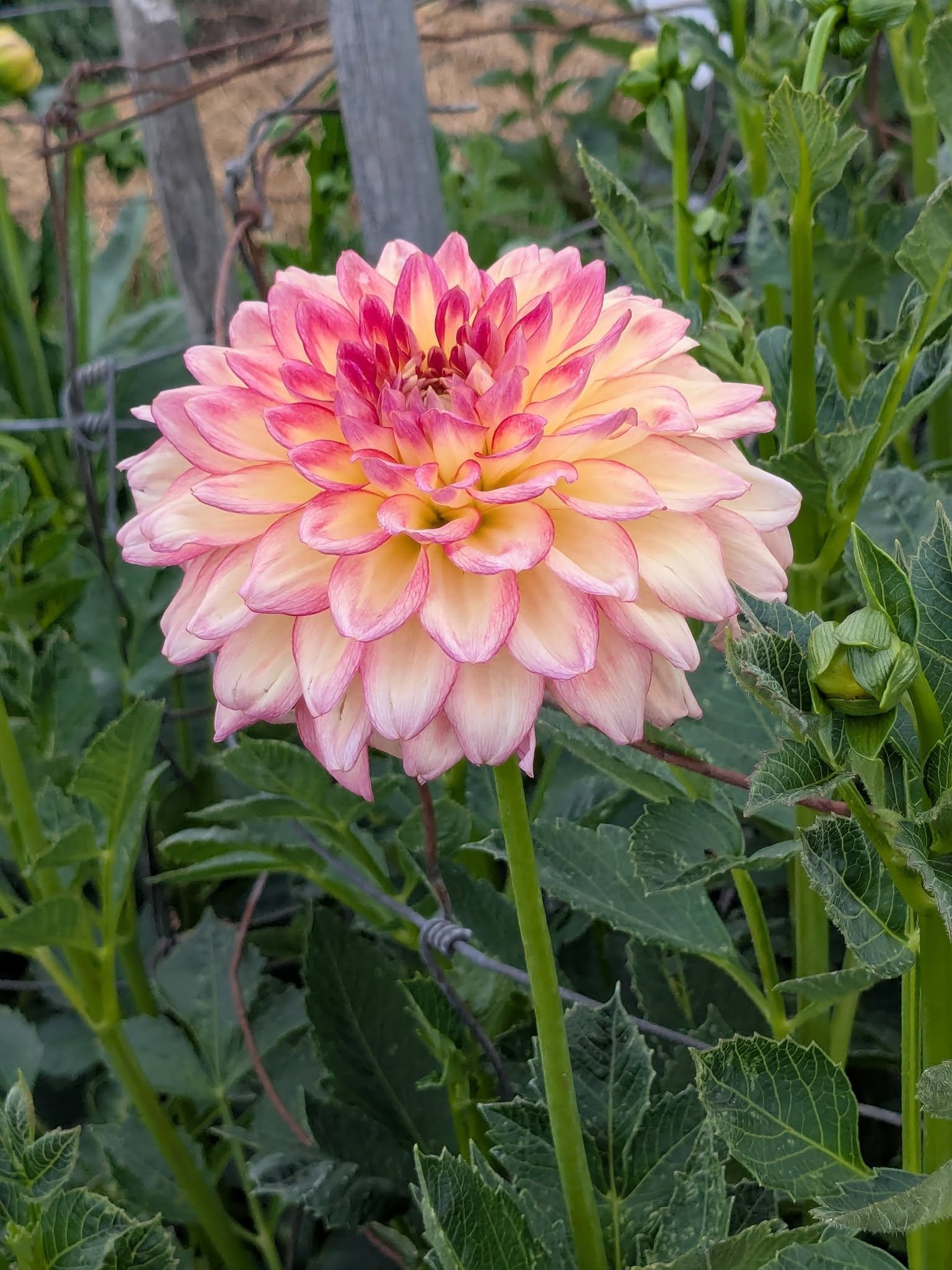 A large pink and yellow dahlia flower in bloom surrounded by green leaves and plant stems.