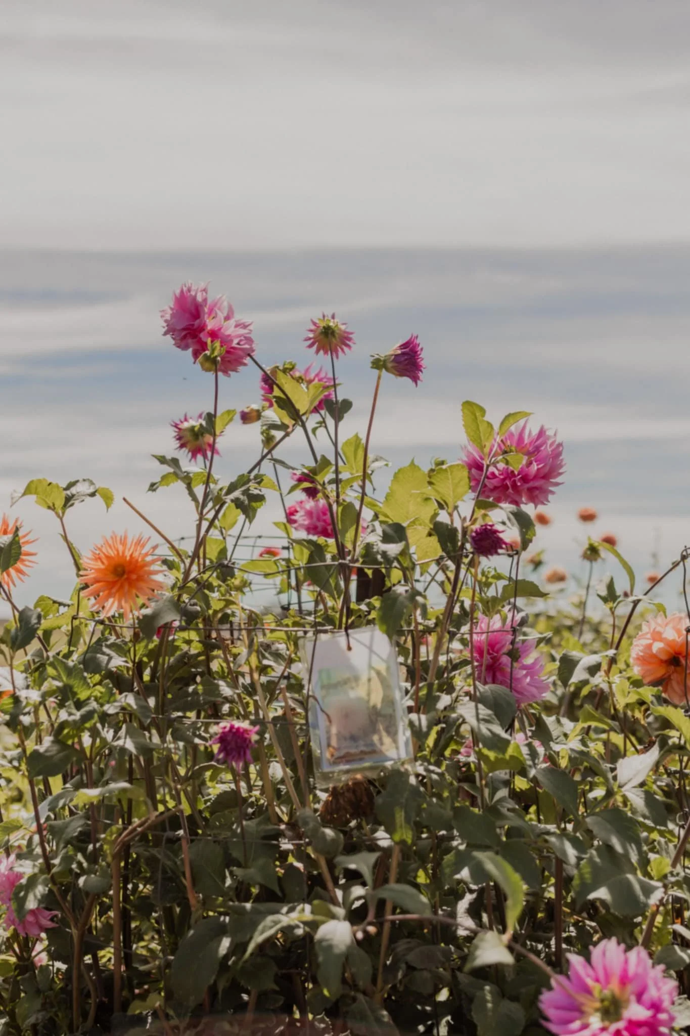 A field of pink and orange dahlias under a cloudy sky.
