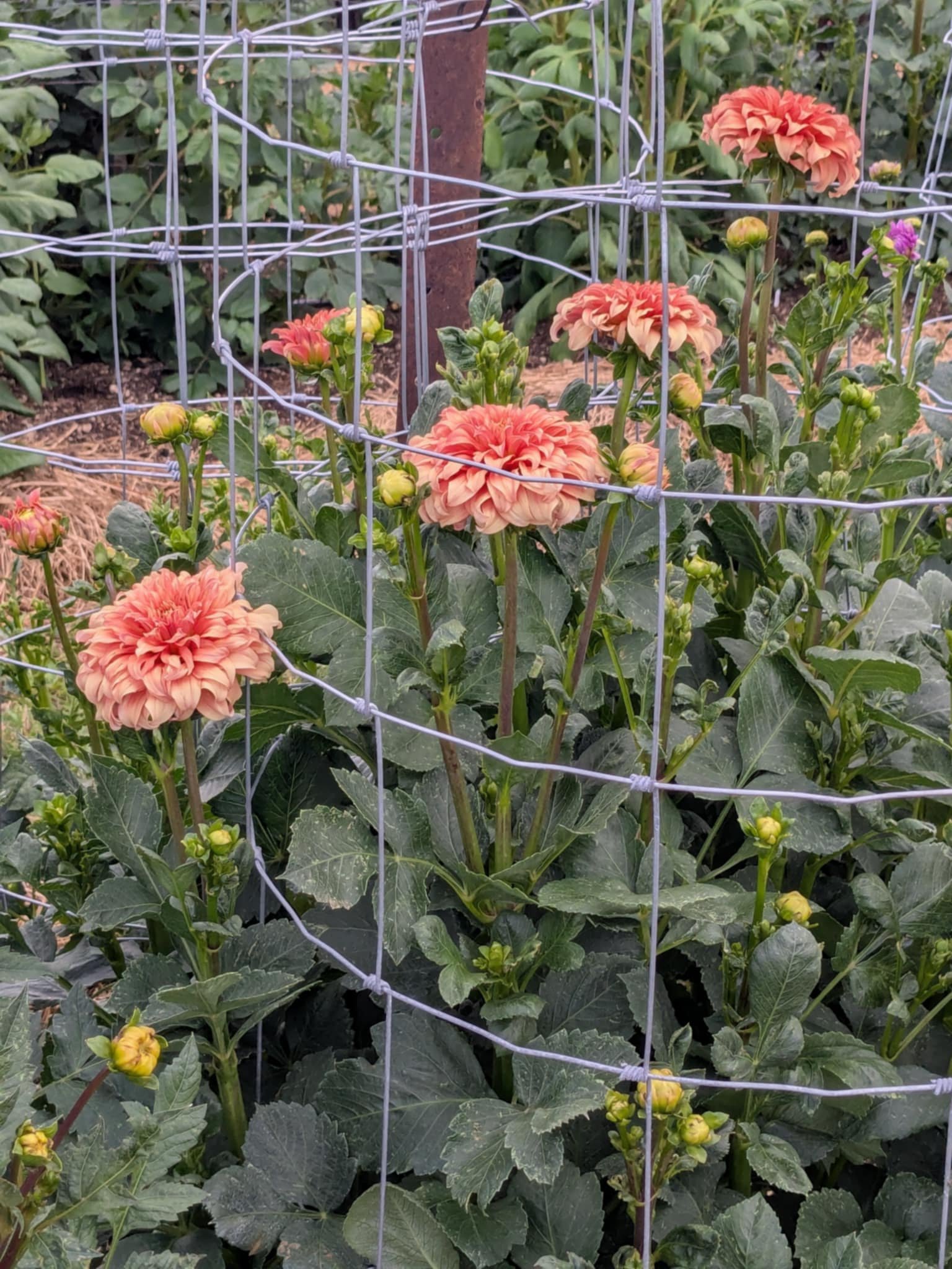Peach-colored dahlias with green leaves and flower buds growing in a garden, supported by a metal wire cage for support.