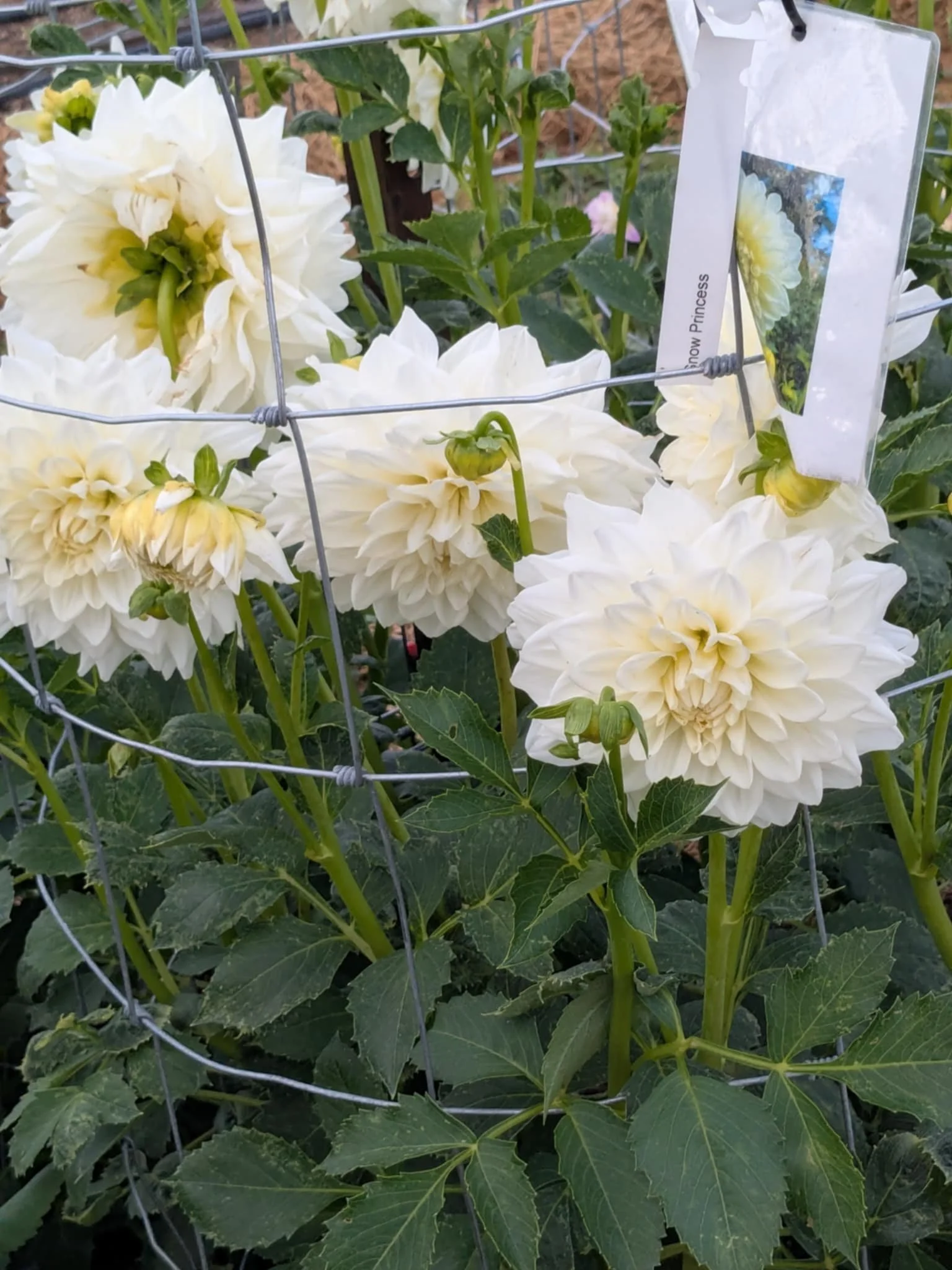 Close-up of white double dahlias flowering in a garden, supported by a wire trellis, with green leaves and a tag attached to the plant.