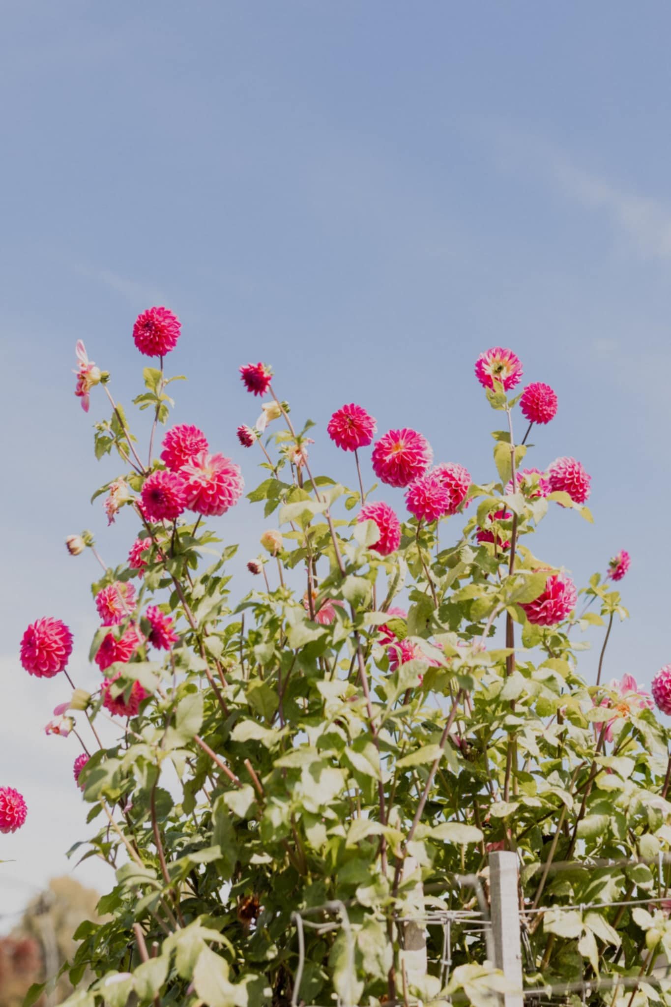 Pink and red dahlias with green leaves against a blue sky.