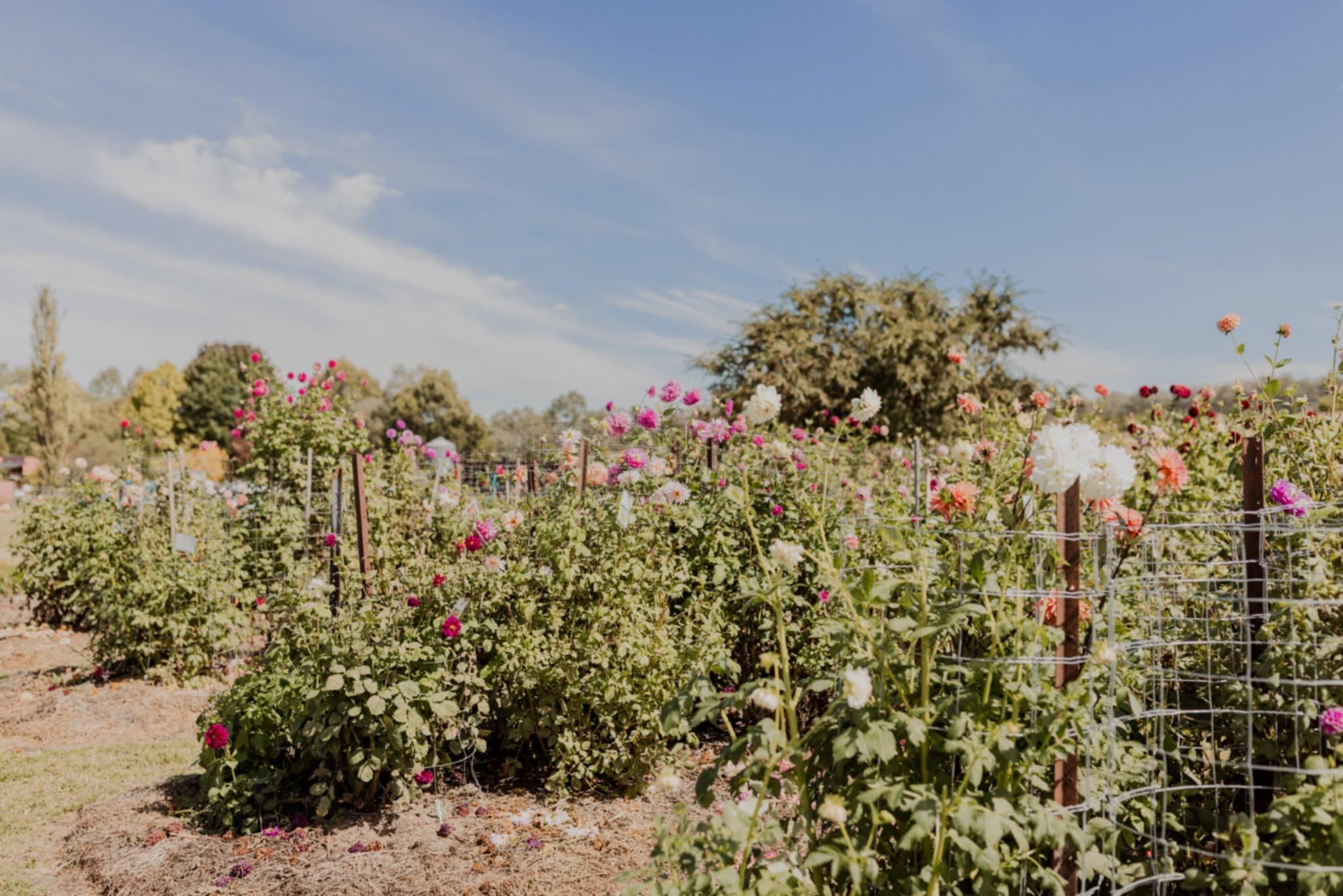 A garden of blooming colorful flowers under a blue sky with some clouds, surrounded by trees.