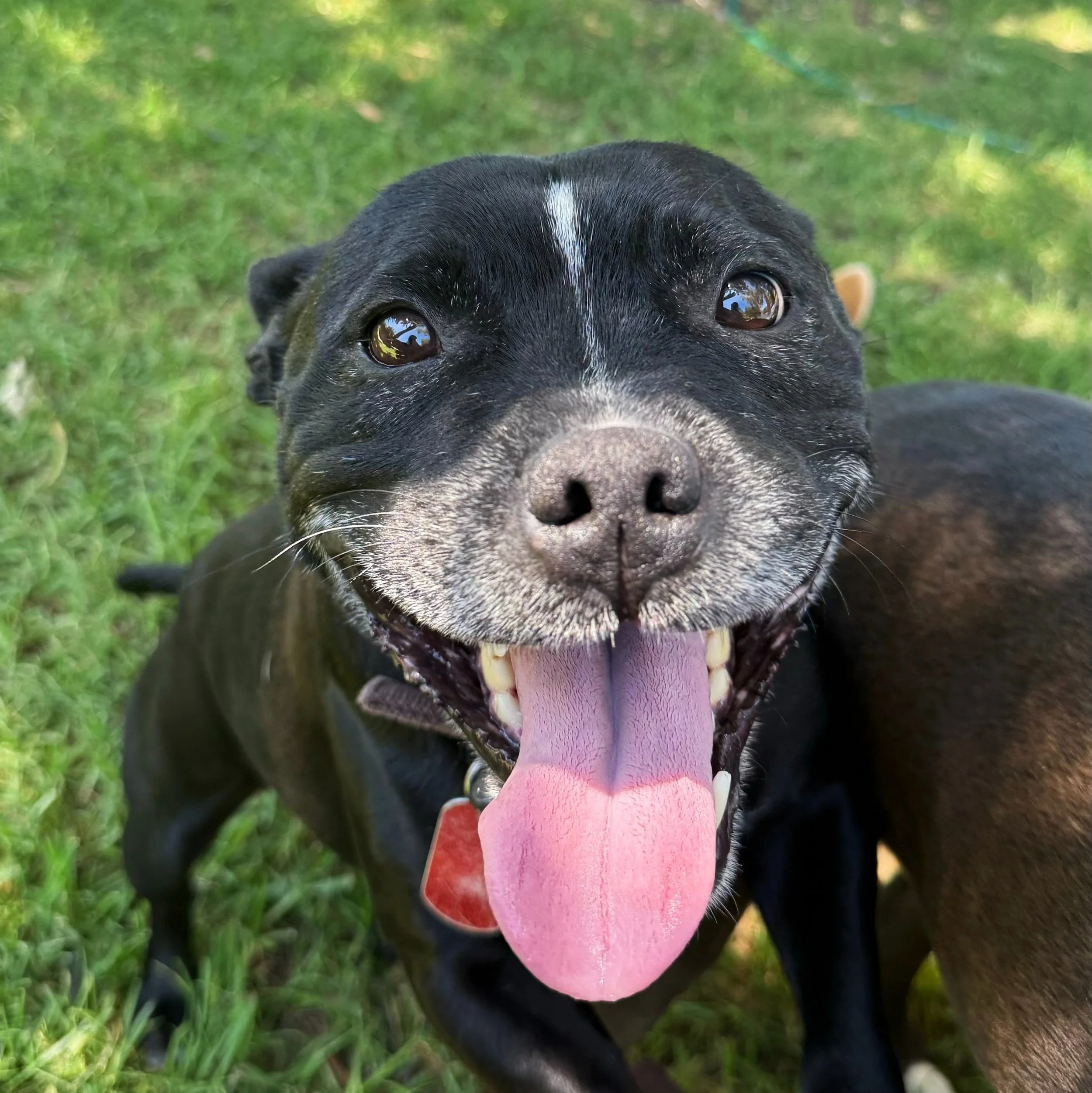 Close-up of a happy black dog with a white streak on its face, sticking out its pink tongue, on a grassy background.