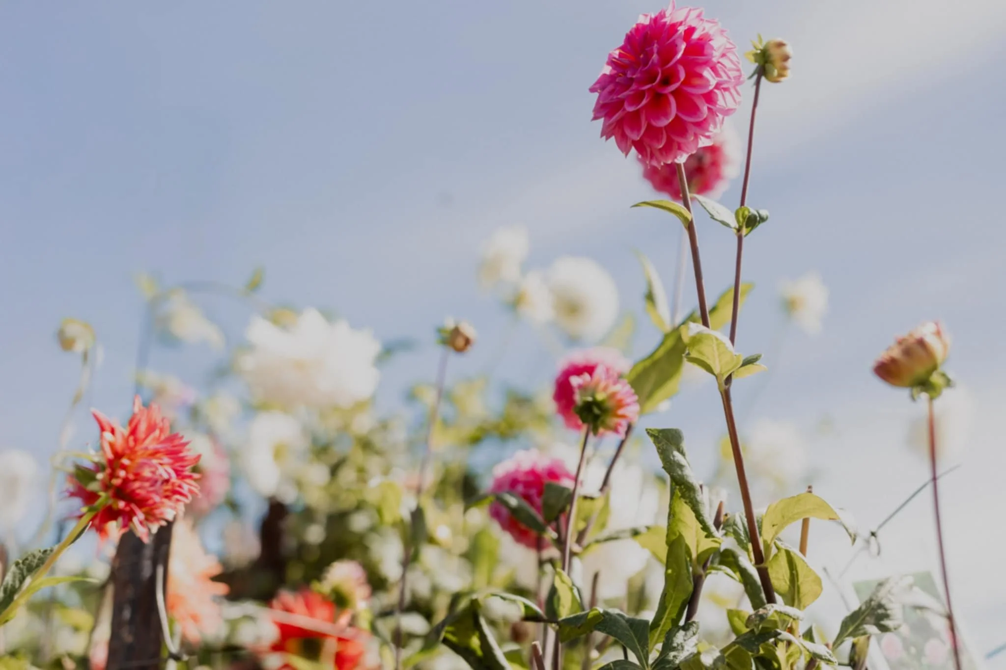 Pink and white dahlias blooming against a blue sky with some white clouds.