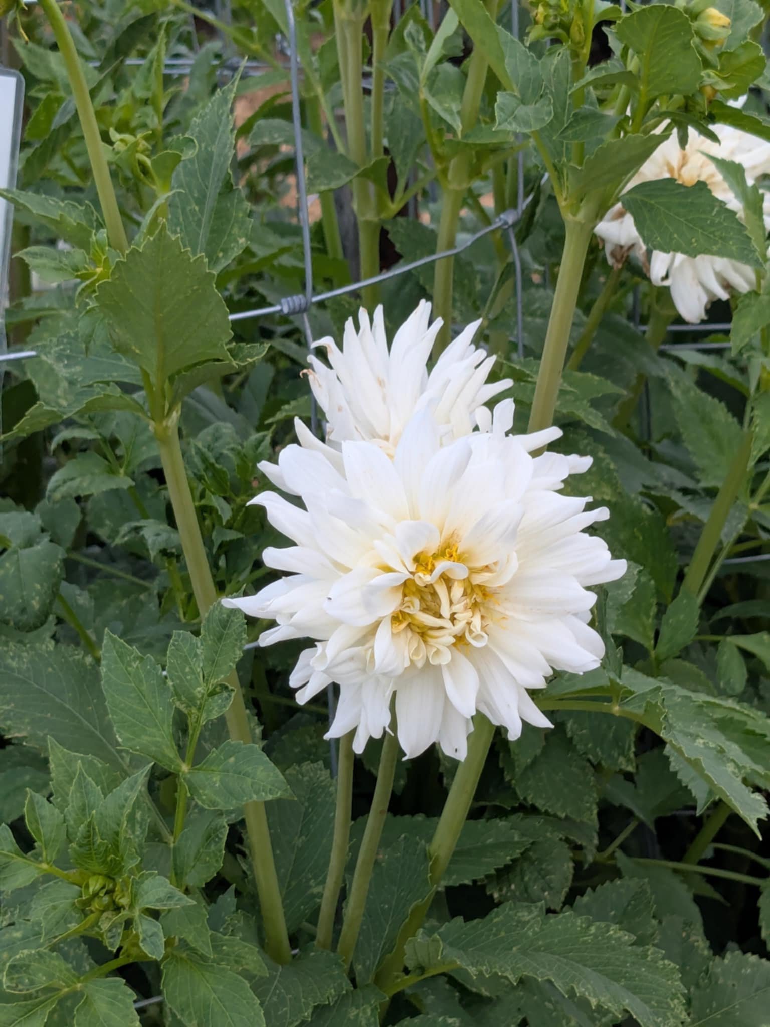 White dahlia flowers blooming among green leaves and stems.