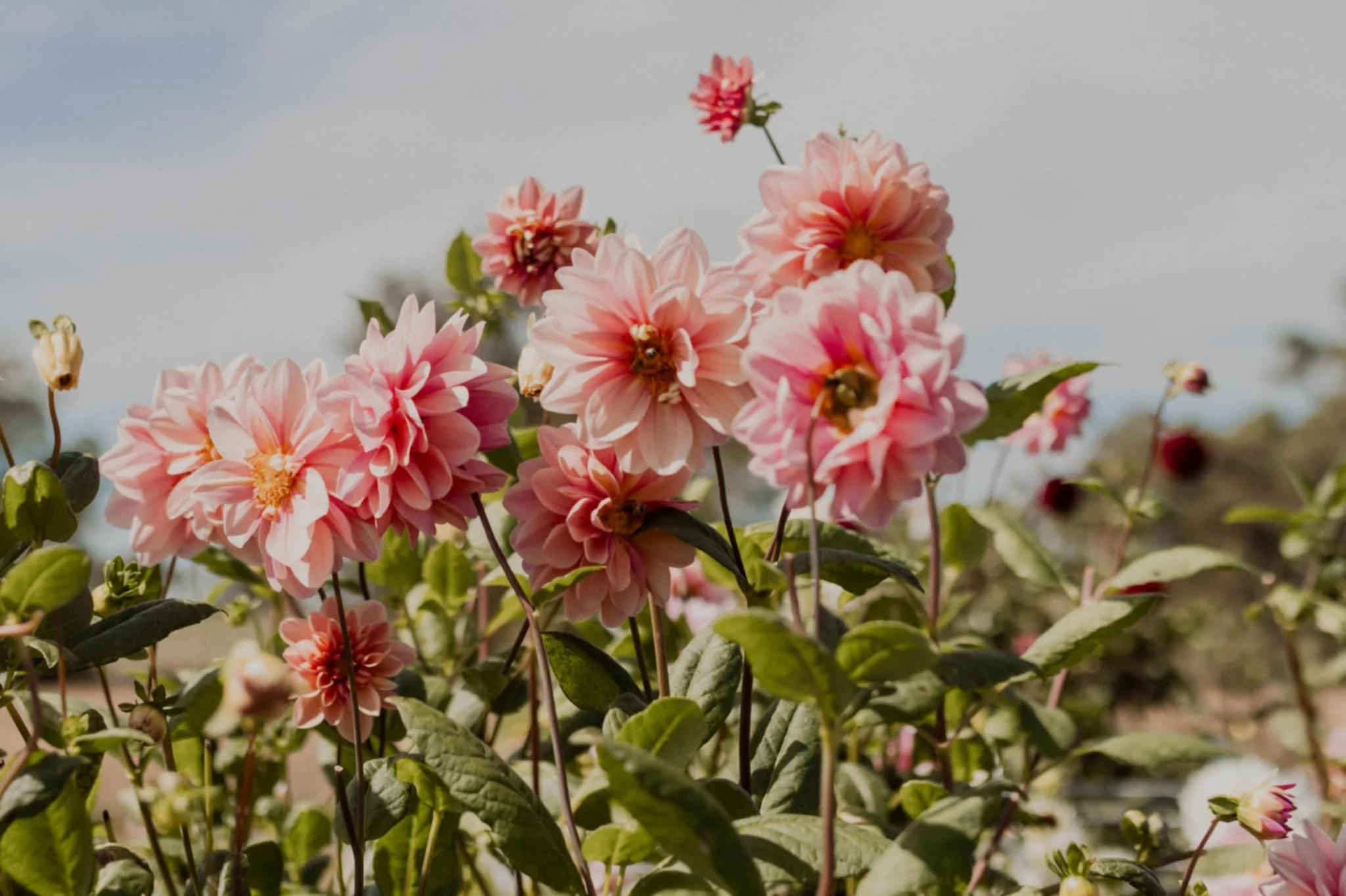Pink and cream-colored dahlia flowers in bloom against a bright sky.