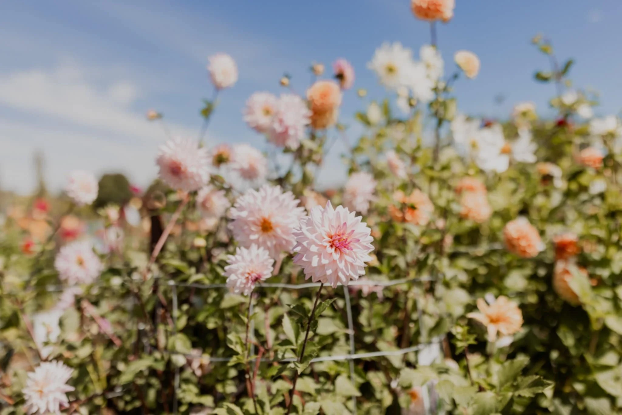 Pink and white dahlias growing in a garden with a wire fence, under a partly cloudy sky.