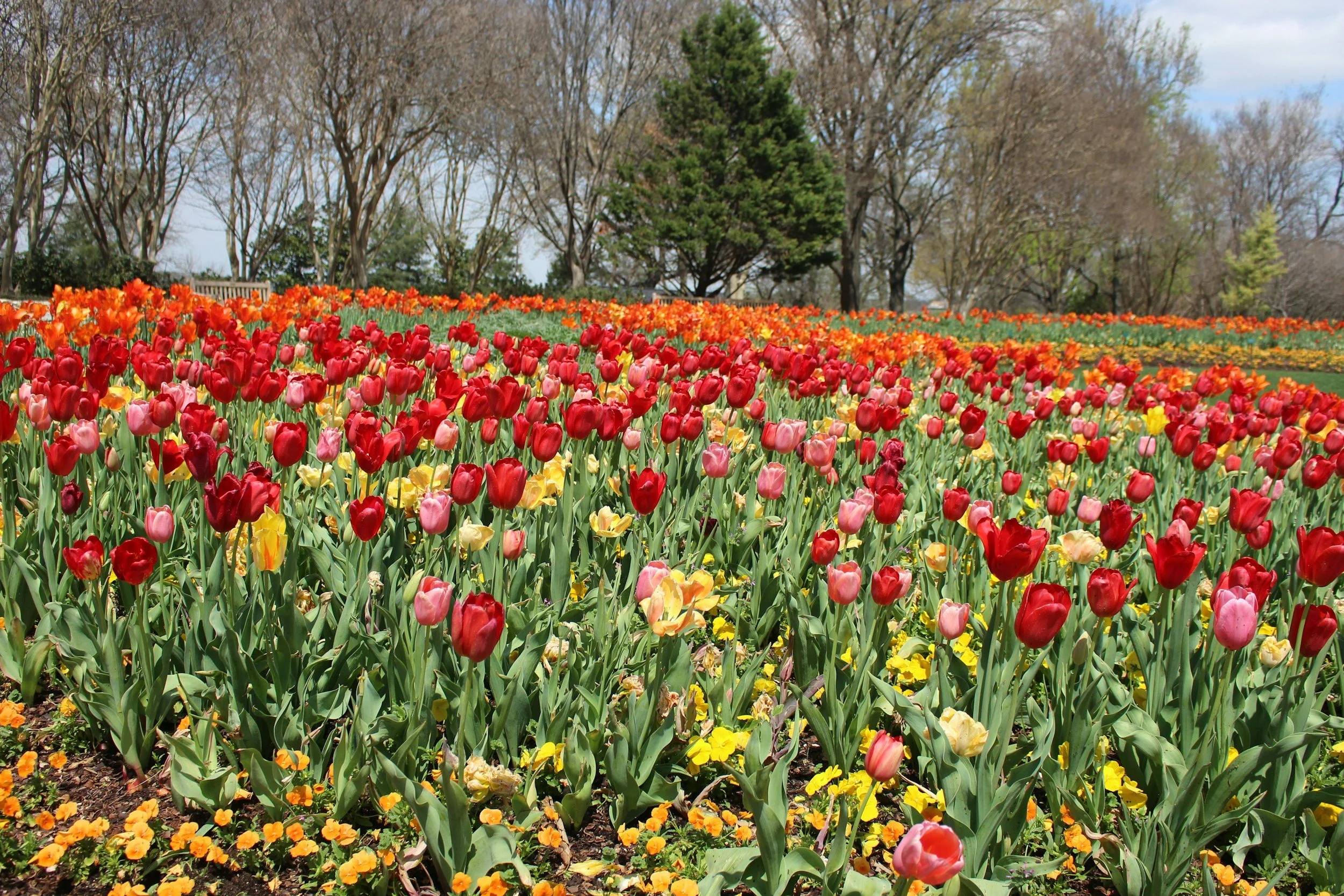 flowers of red and yellow and various colors at a botanical garden
