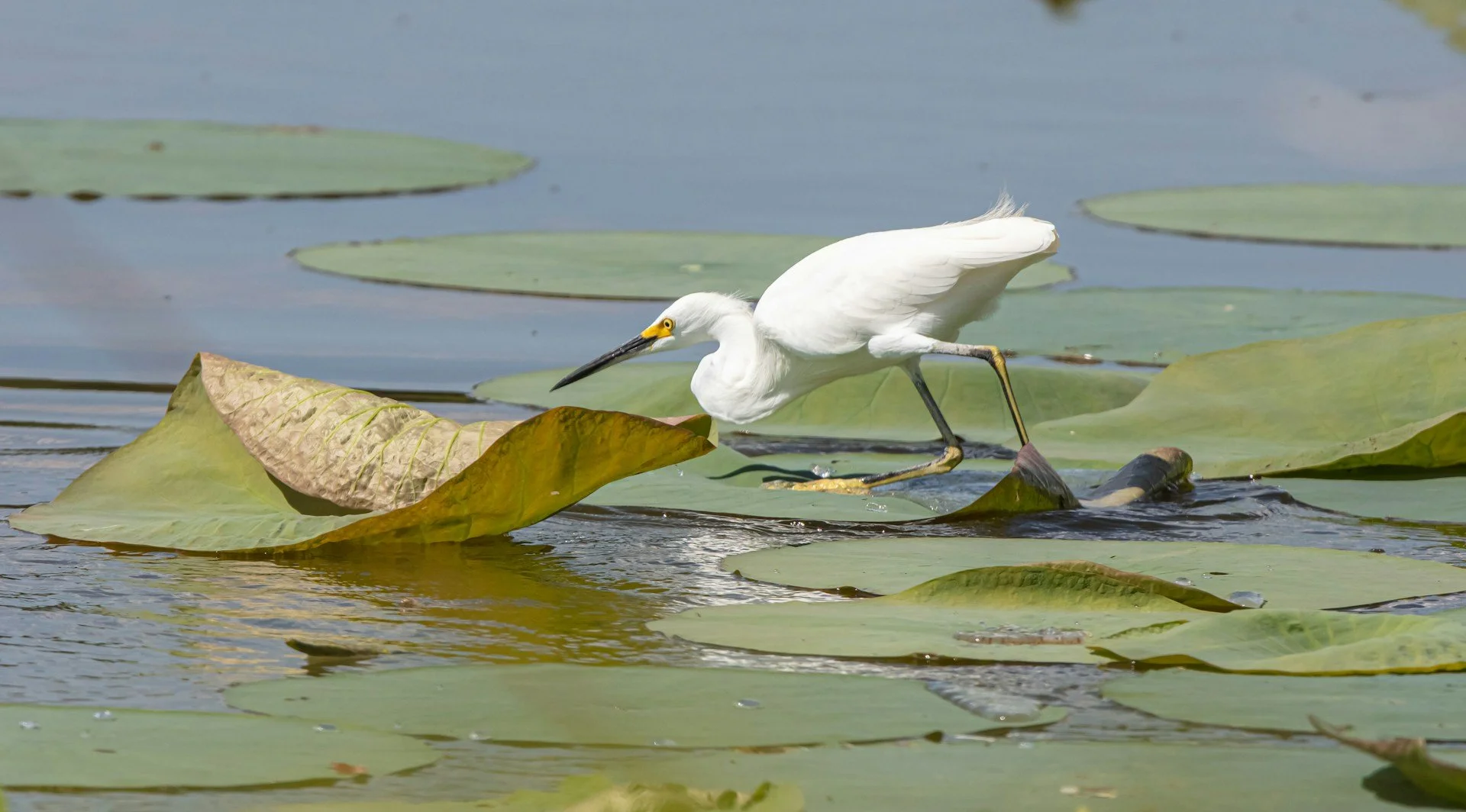 Bird on the water, Fort Worth Nature Center & Refuge, image by Gerhard Crous