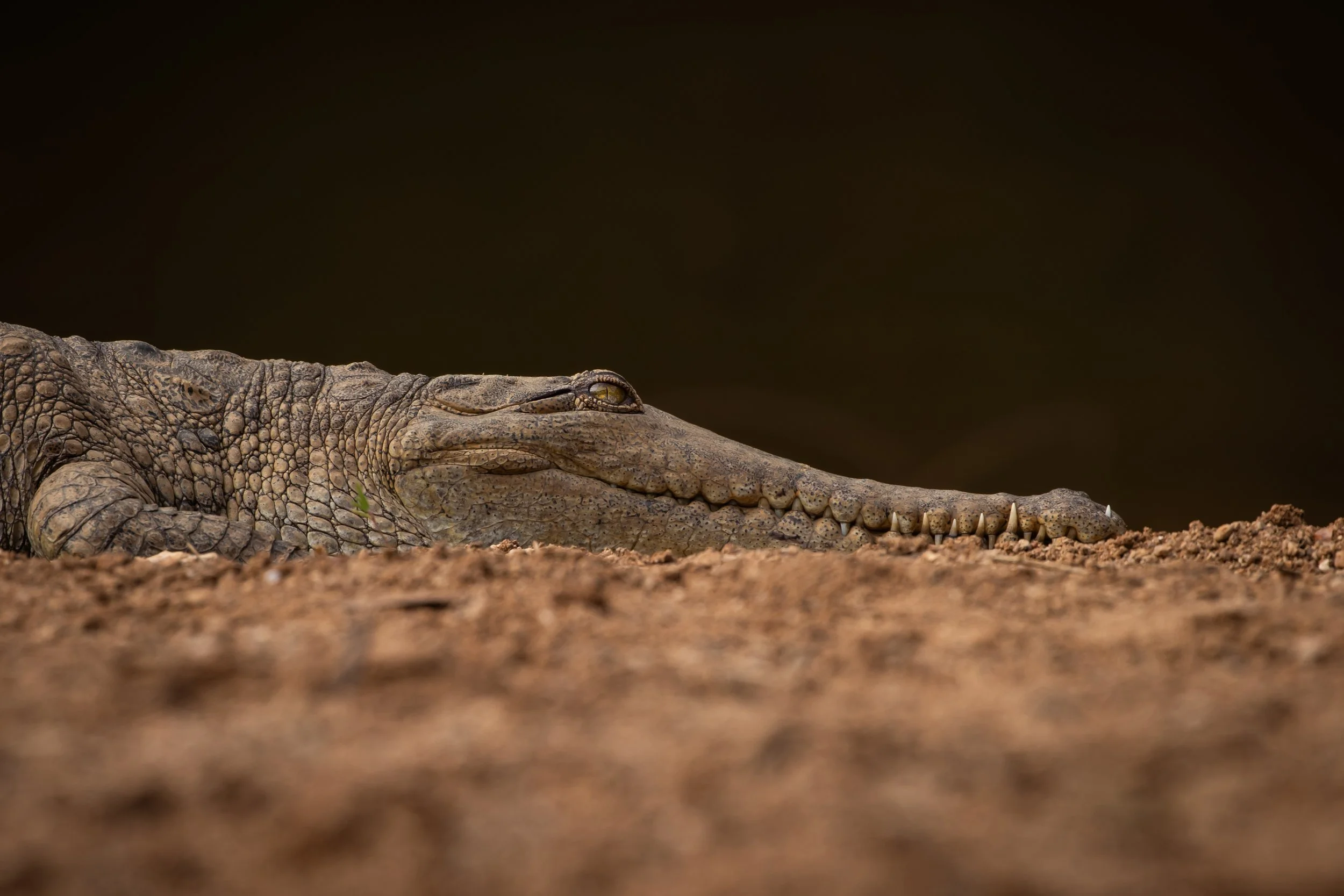 The Fresh Water Crocodile