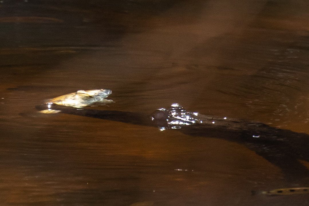 Kakadu Freshie-3.jpg
