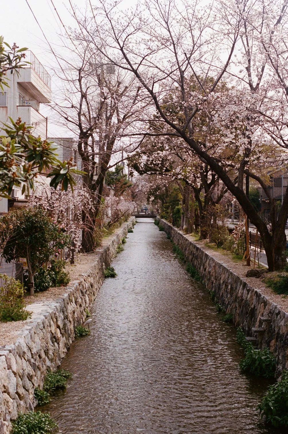 Japan-25.jpg