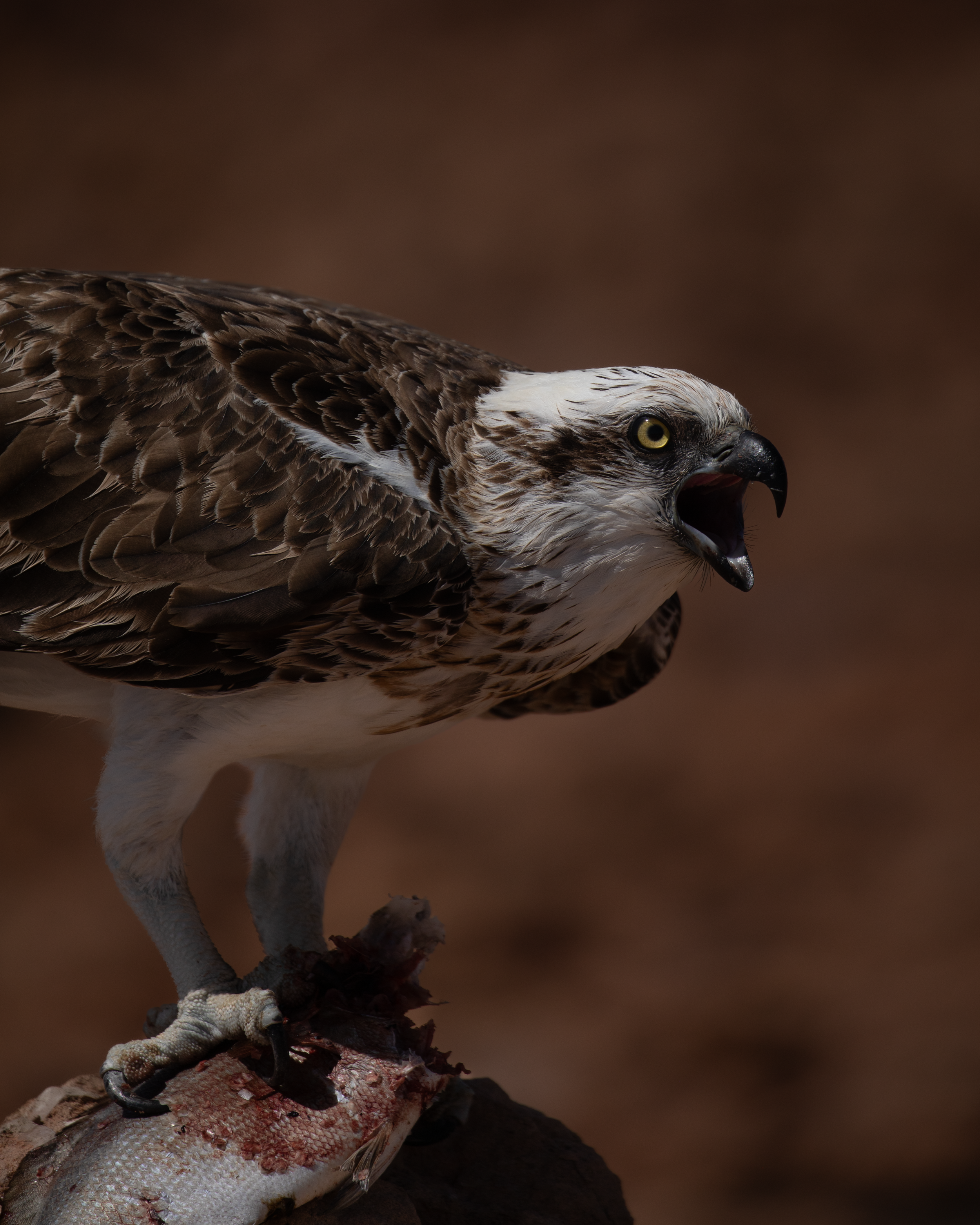 Osprey-3.png