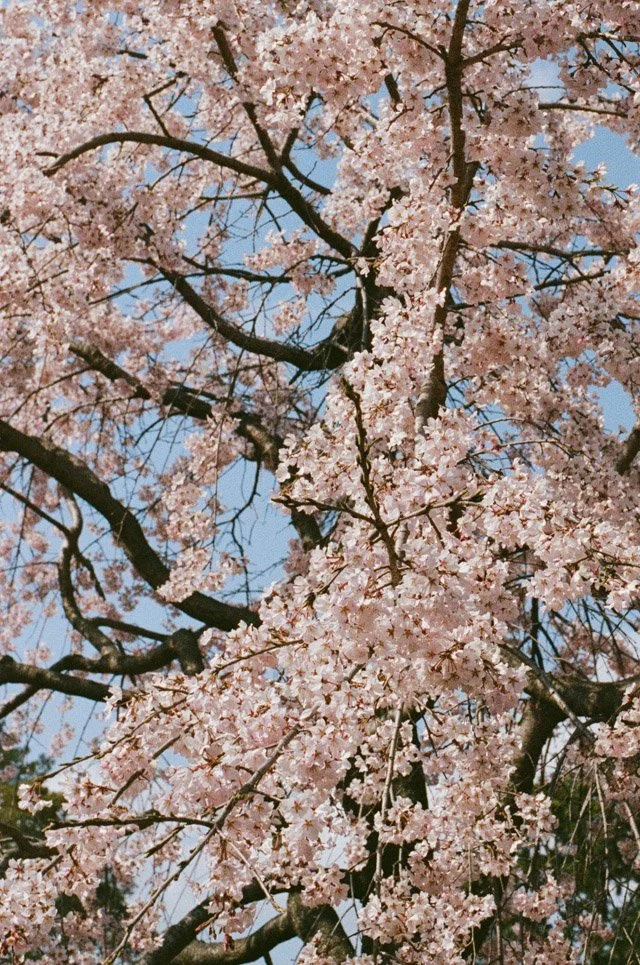 Japan-17.jpg