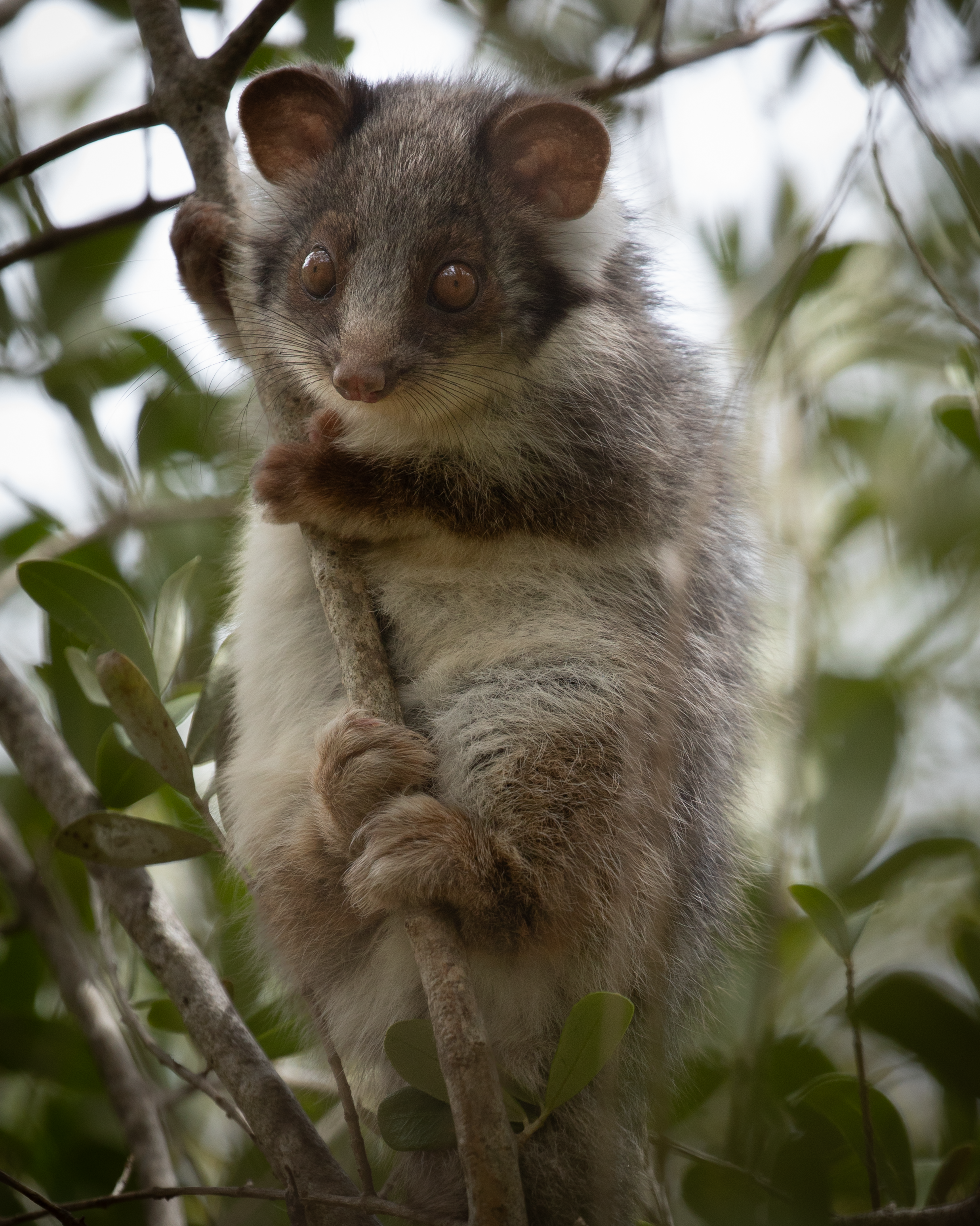 Ringtail Possum-4.png