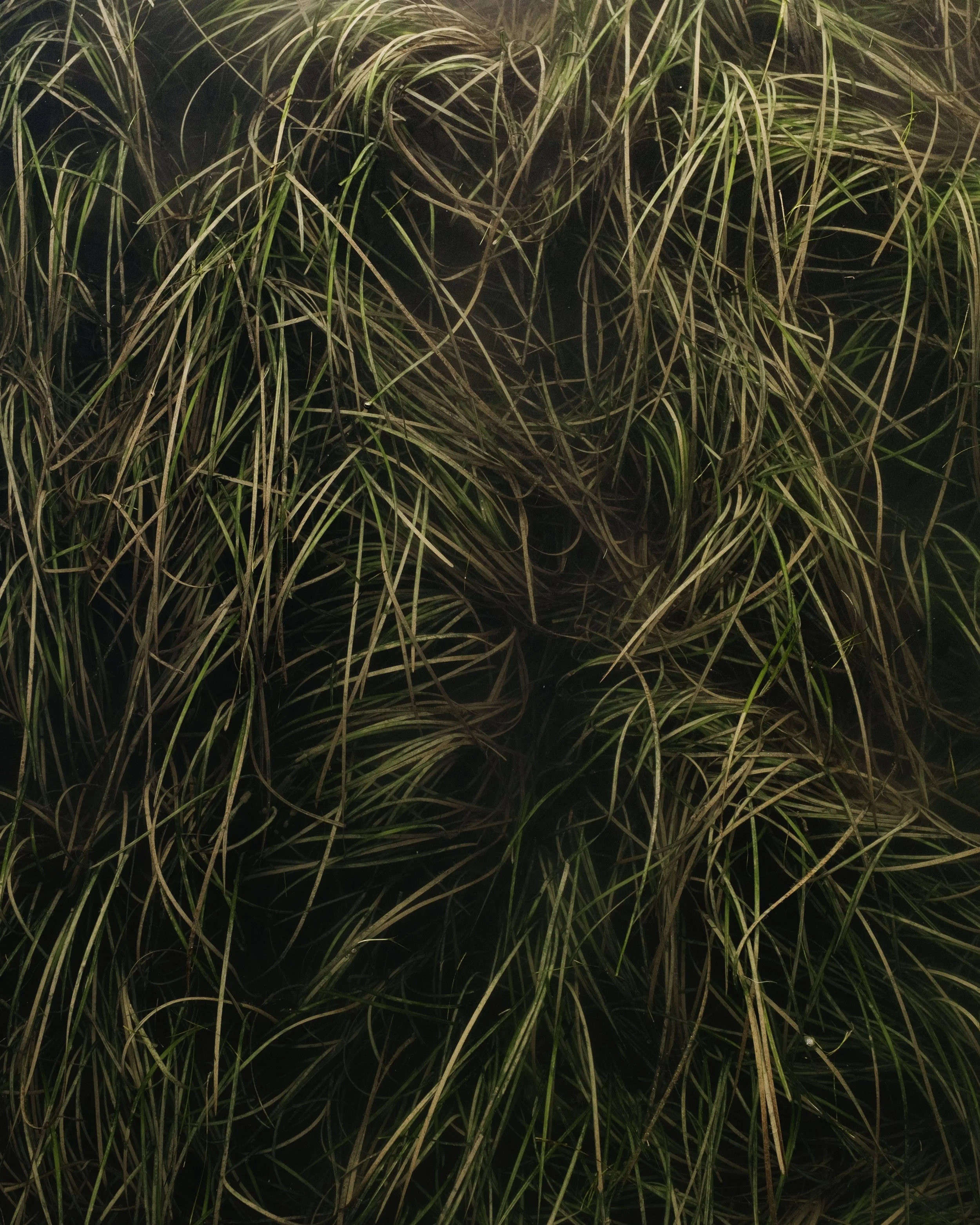 Erba alta e secca con foglie verdi e marroni.