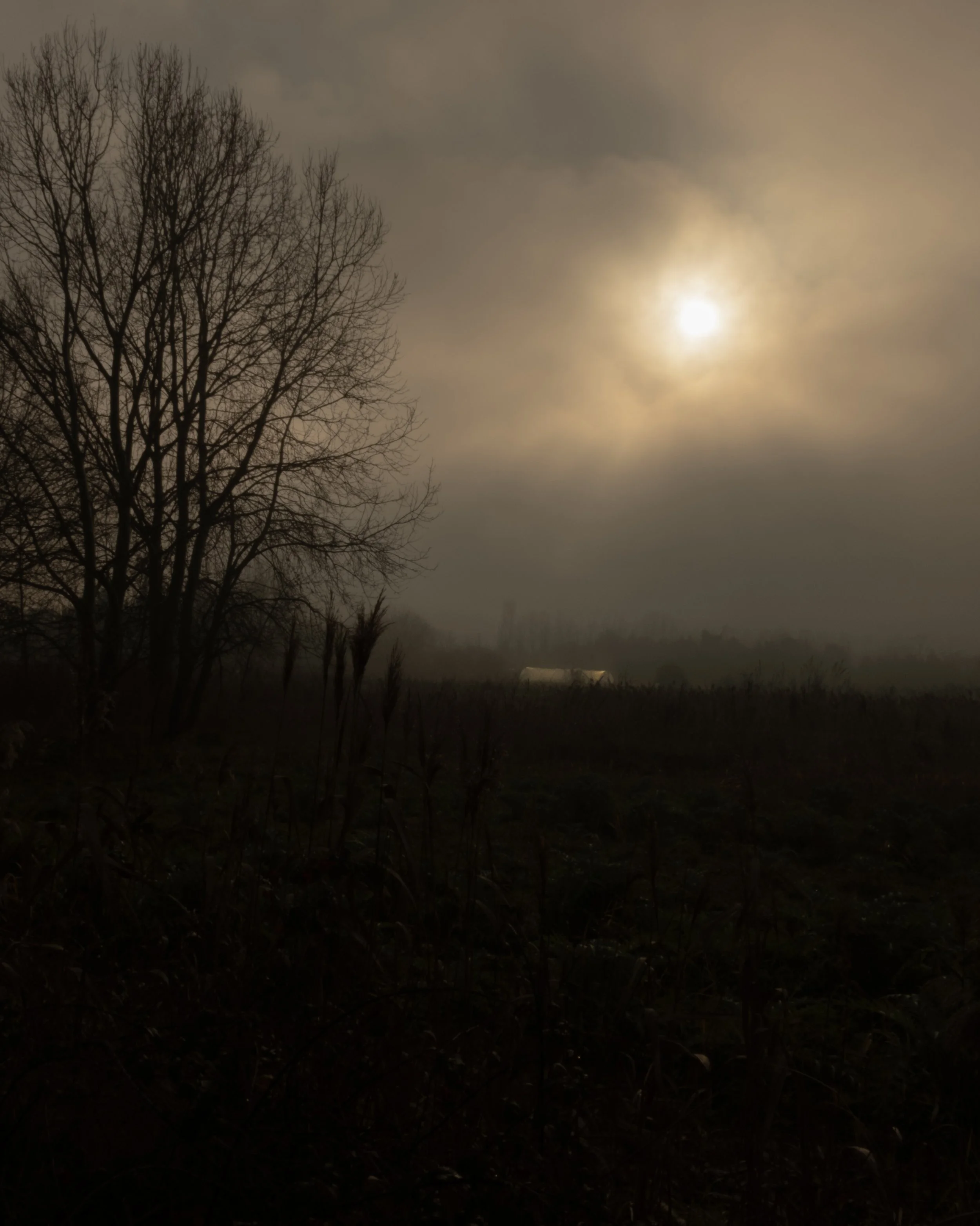 Paesaggio con un albero senza foglie, il cielo coperto di nuvole con il sole nascosto, atmosfera nebbiosa.