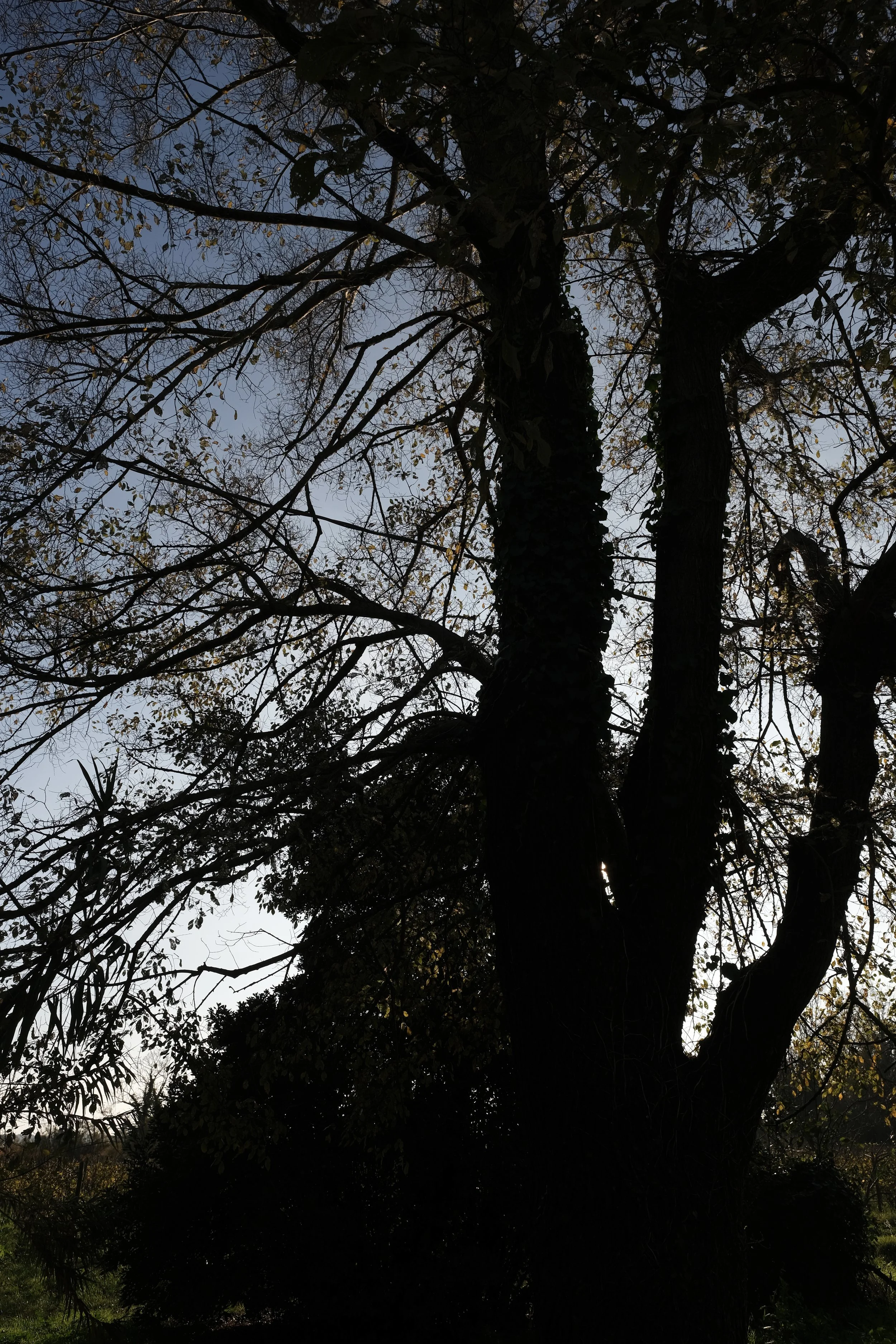 Albero grande con rami e foglie sottile, contro un cielo chiaro, probabilmente in autunno.