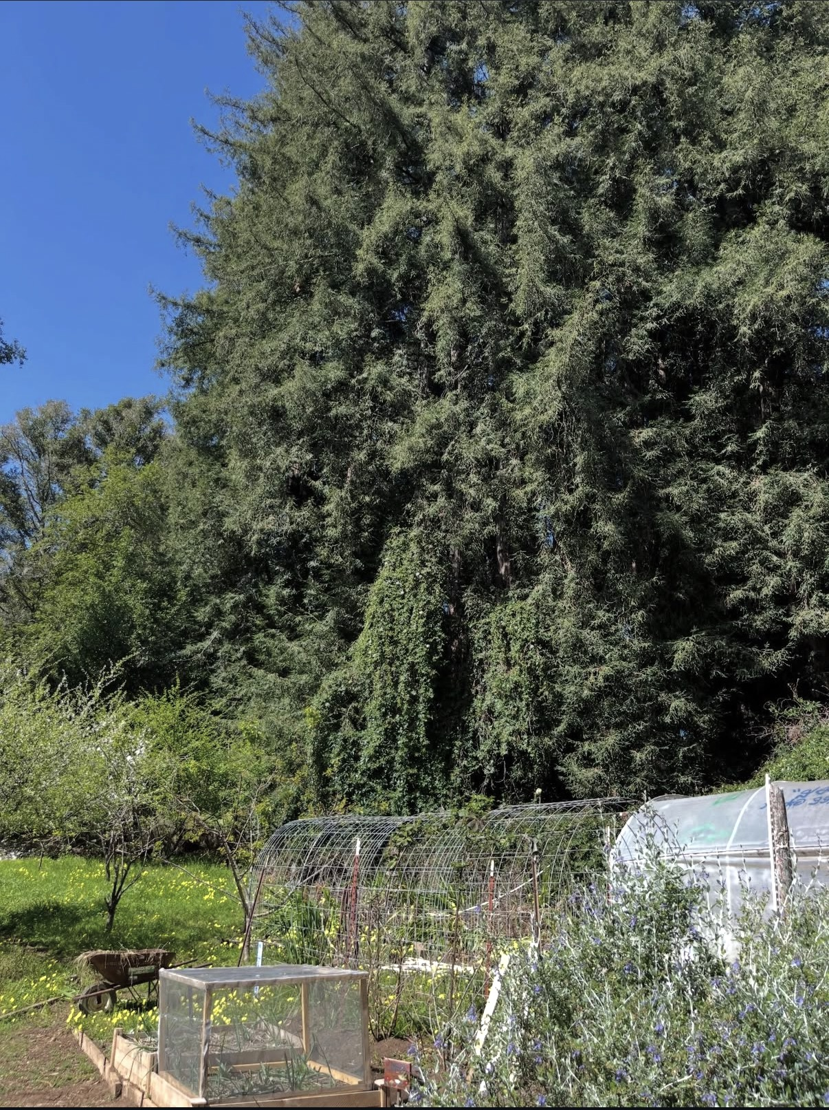 A large evergreen tree in the background with a clear blue sky. In the foreground, there are small green plants, a garden with a mini greenhouse, and gardening tools.