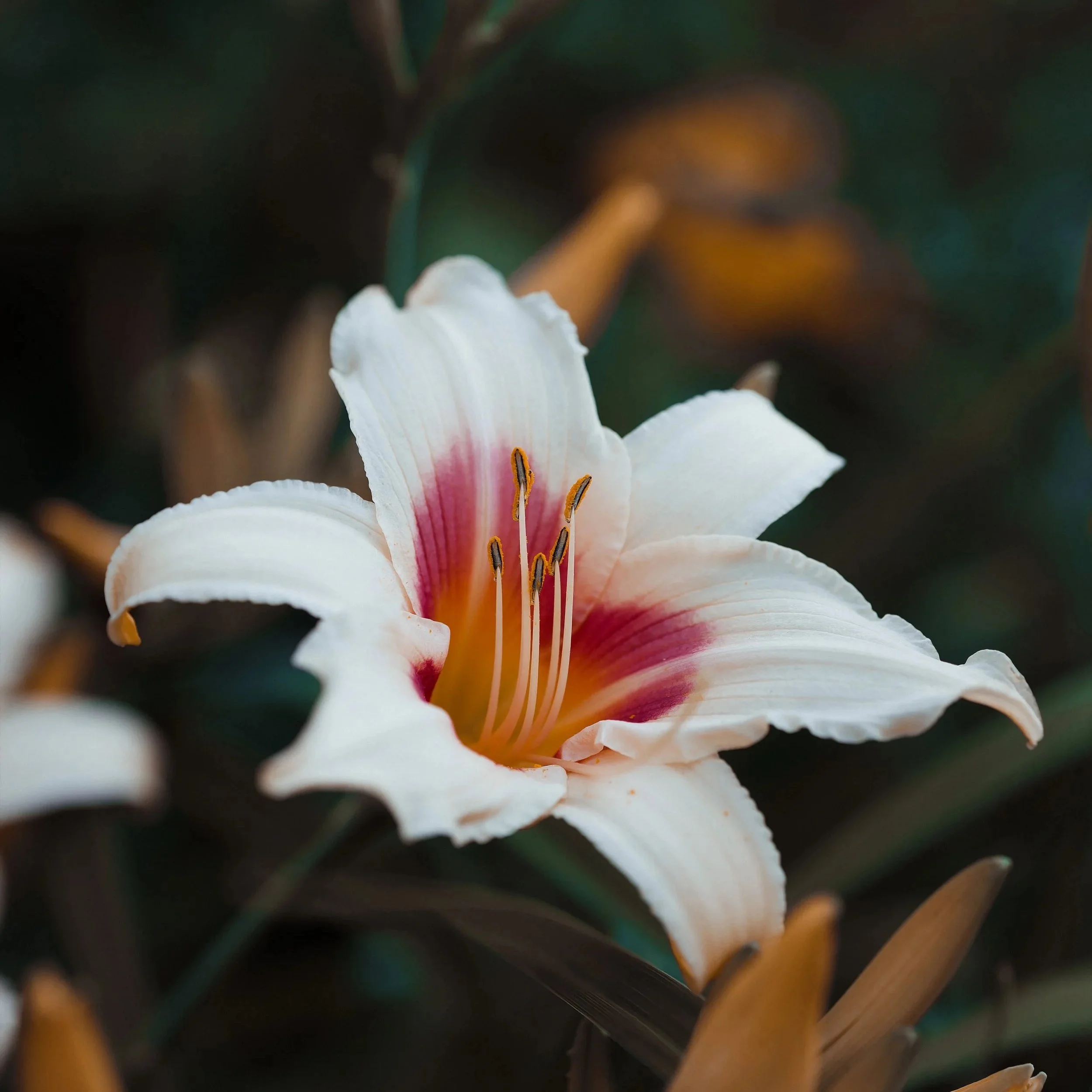 Nahaufnahme einer weißen Lilie mit rosa-rote Markierungen im Inneren, mehrere Staubblätter mit gelben Staubbeuteln.