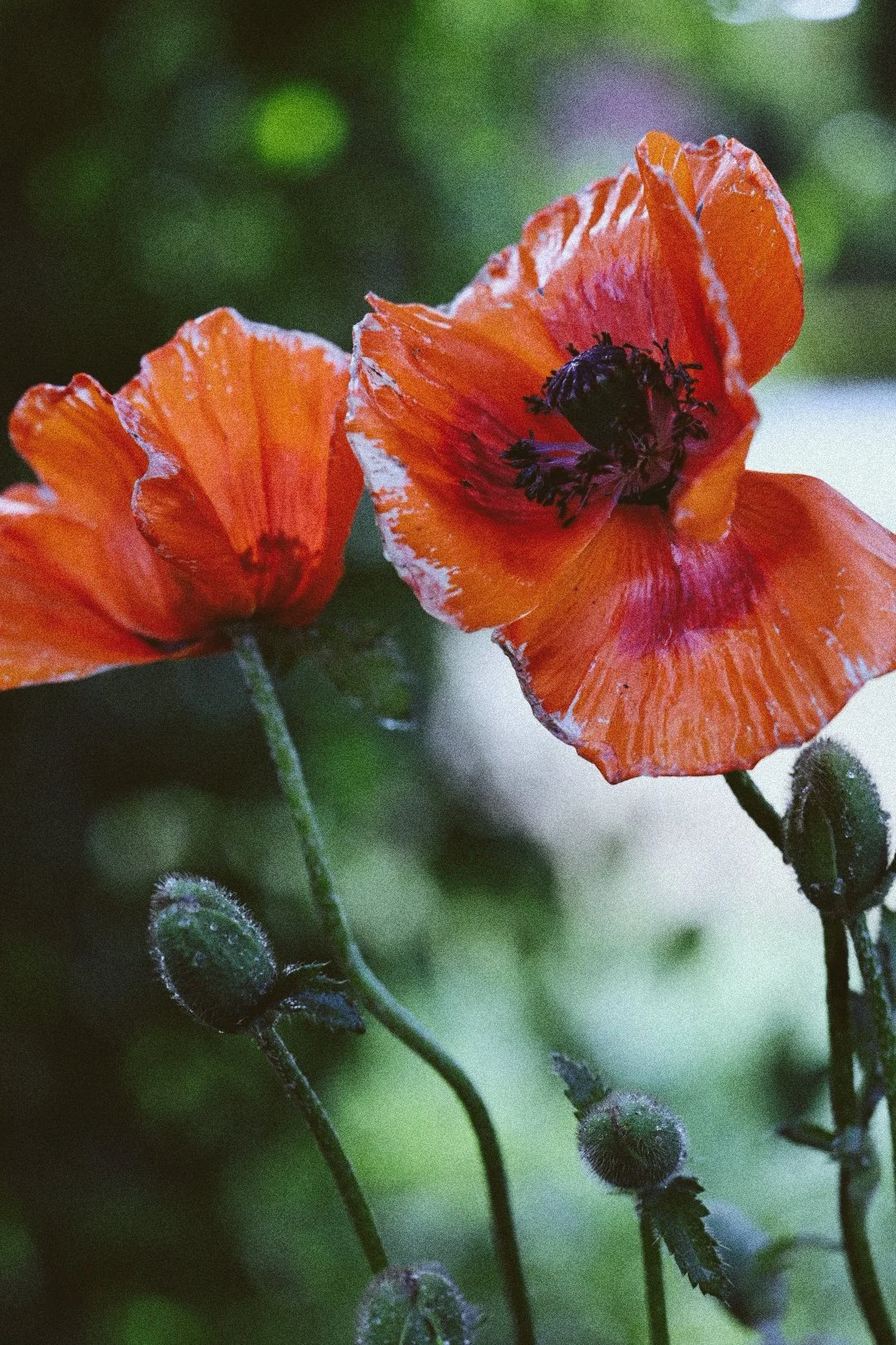Presets-6758.JPG