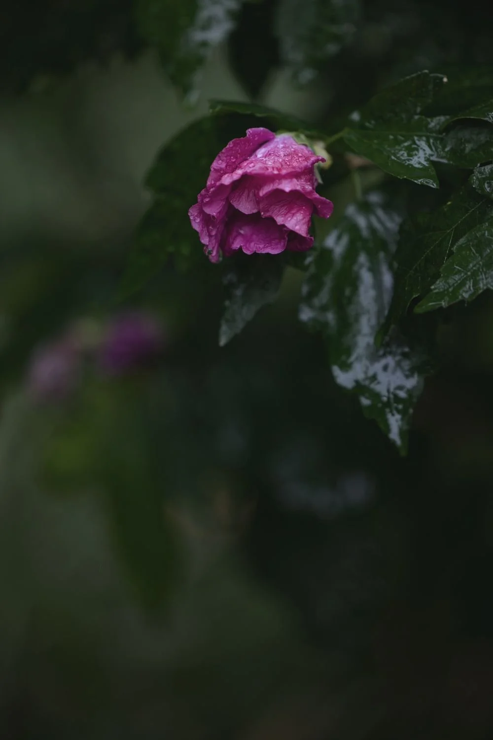 Trio-Stil: Blumenfotografie für Pinterest mit einheitlichem Look