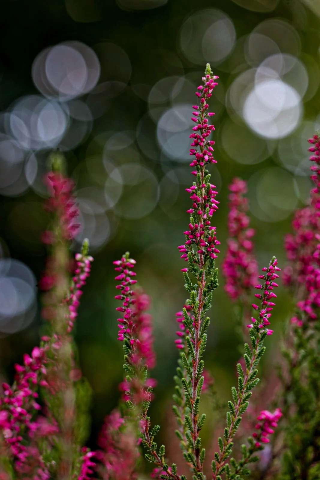 Bunt blühende Pflanze mit kleinen pinken Blüten vor unscharfem grünen Hintergrund.