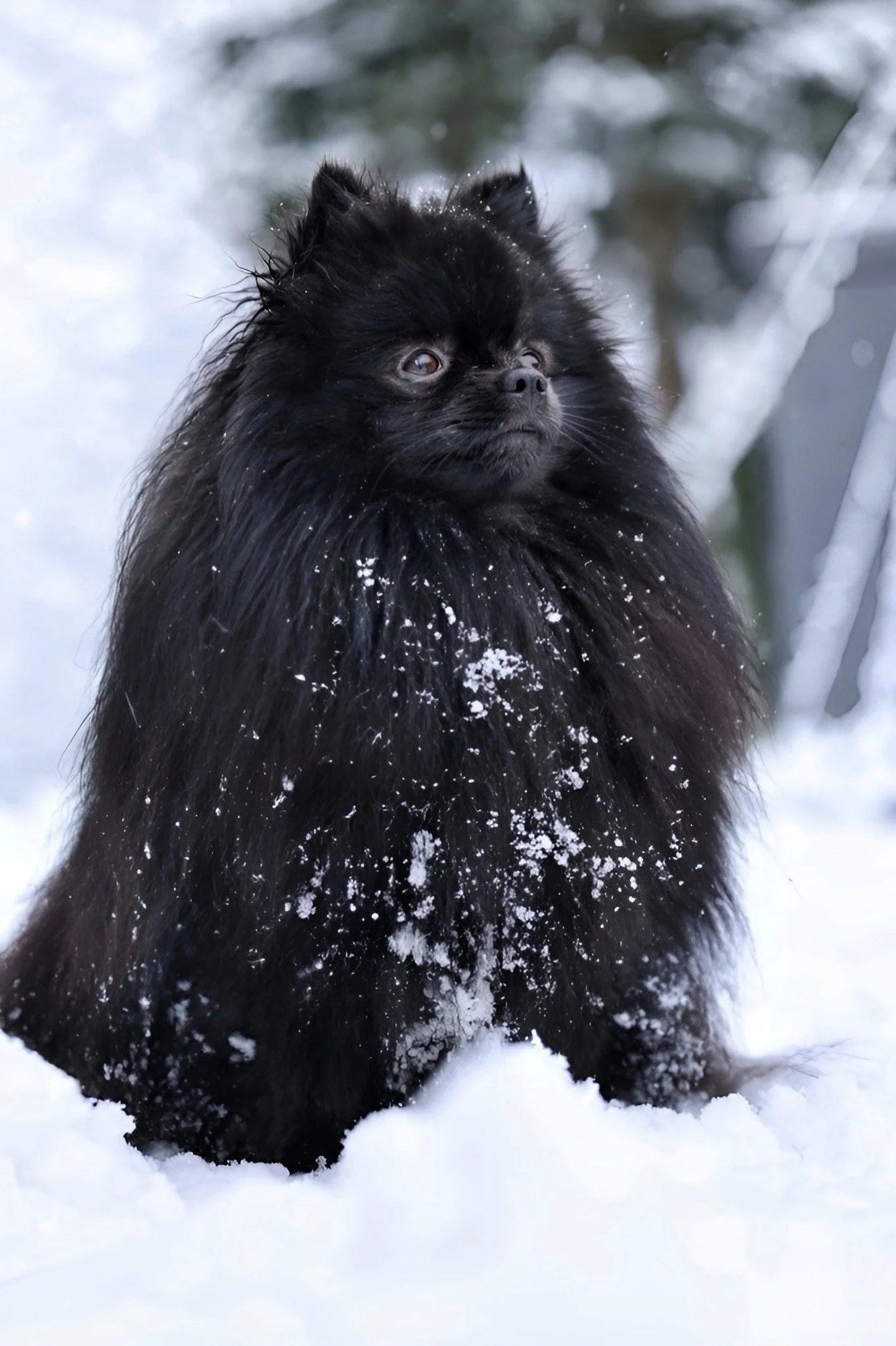 Pommeranian – faszinierende Fakten über den Zwergspitz. Links-EN.