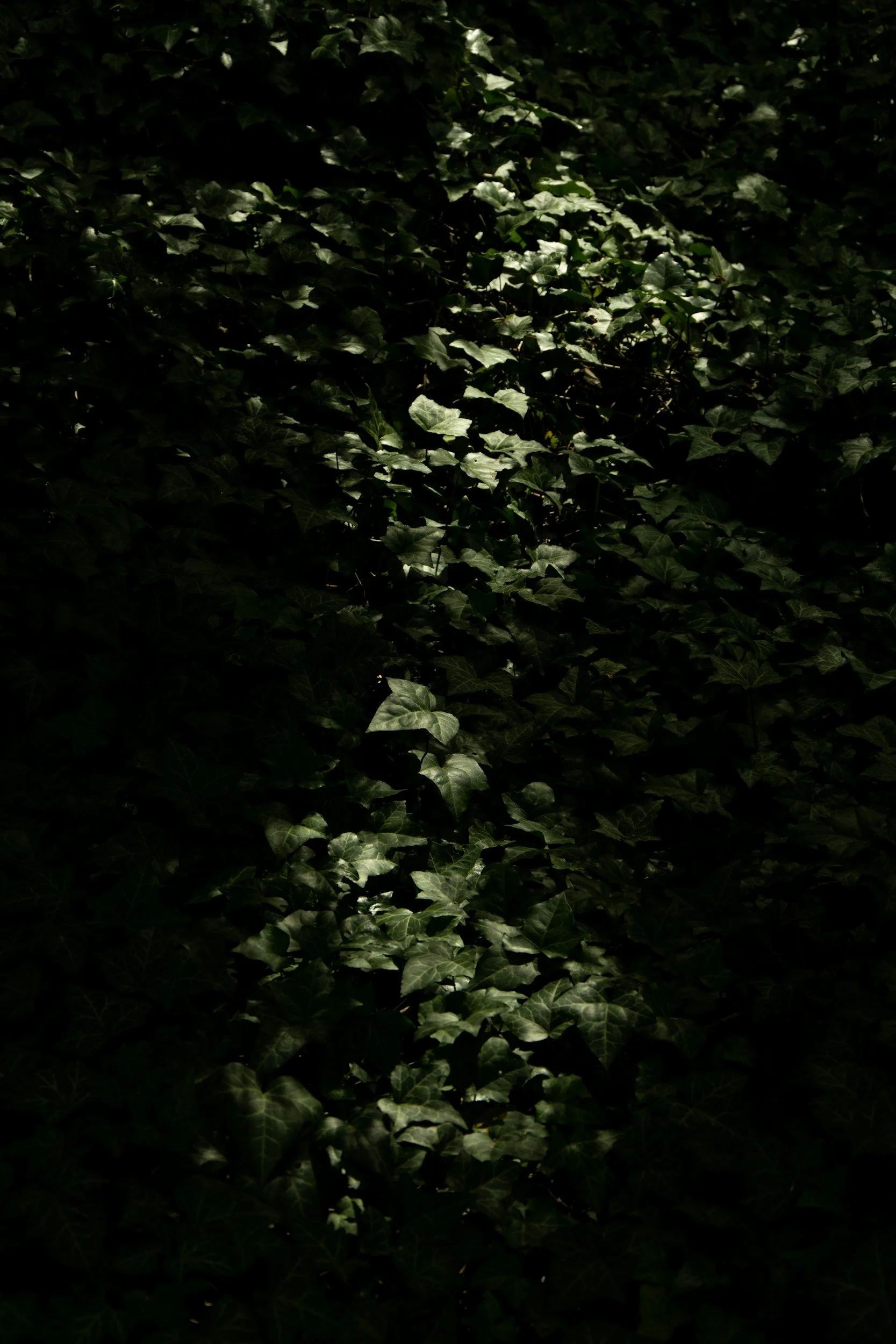 Viele grüne Efeublätter mit Sonnenlicht, das teilweise auf sie fällt.