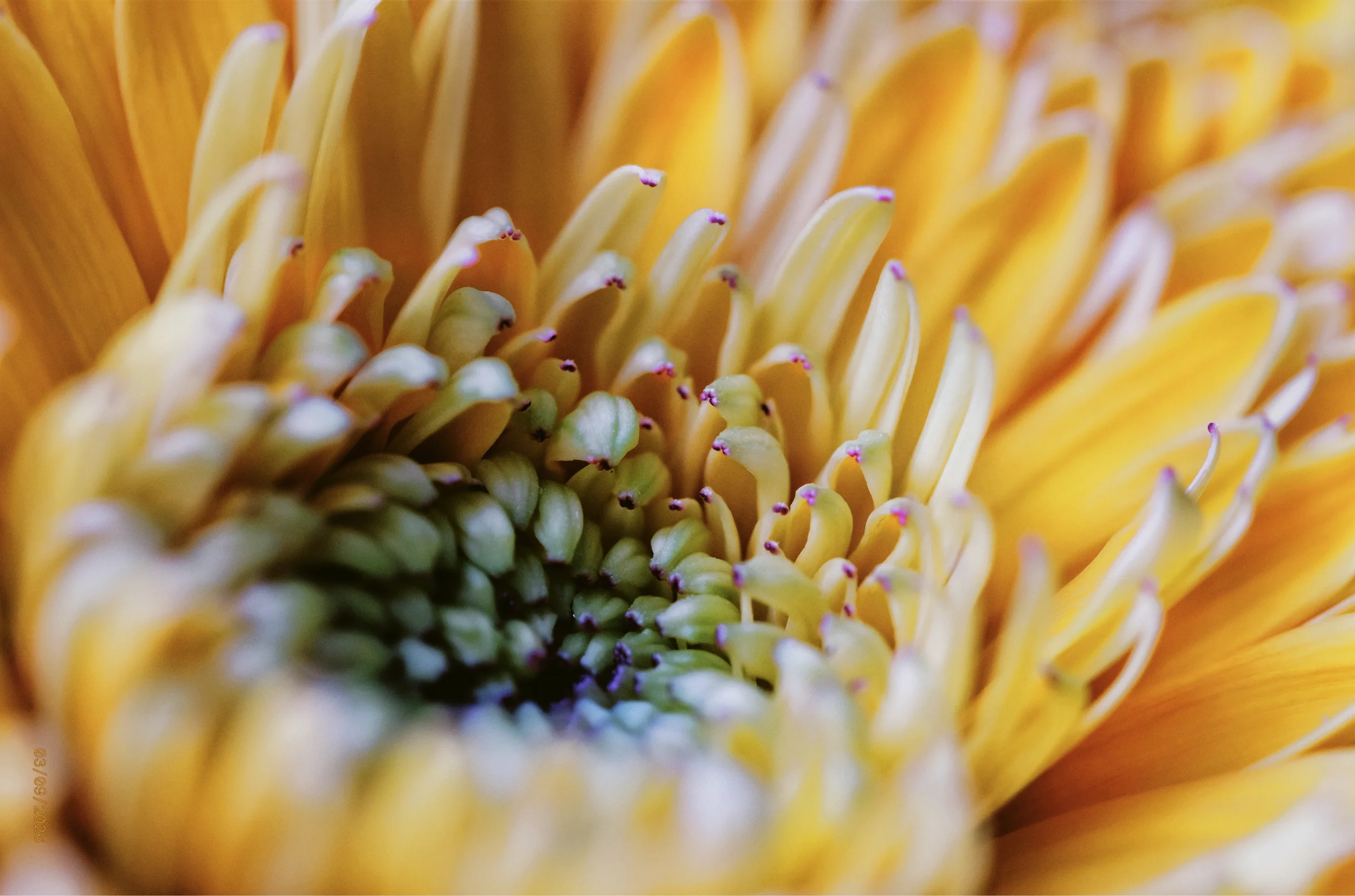 Neues von Canon: Kommt ein f/1.4 Zoom?