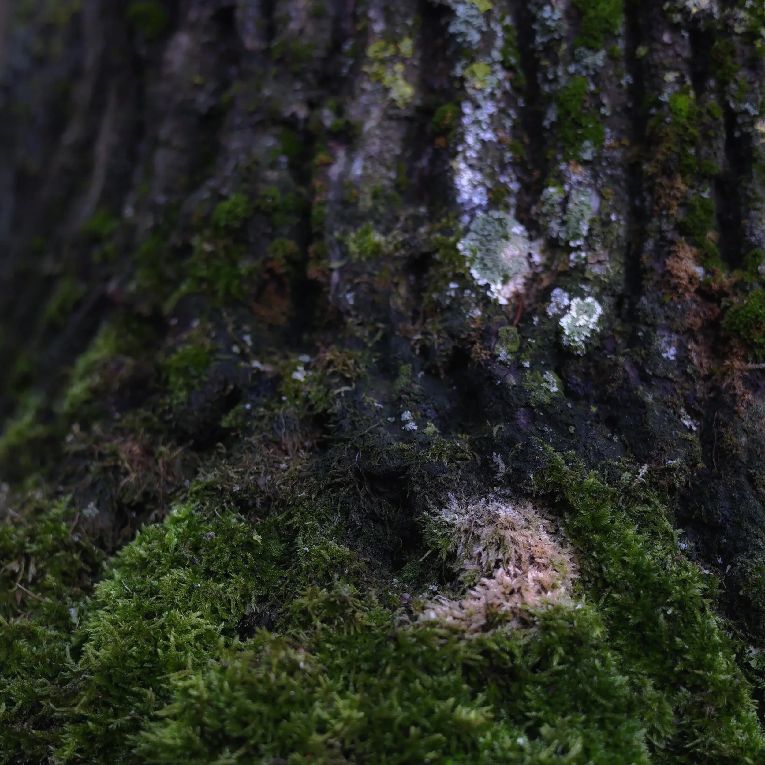 Nahaufnahme von Baumrinde, Moos und Flechten auf einem Baumstamm.